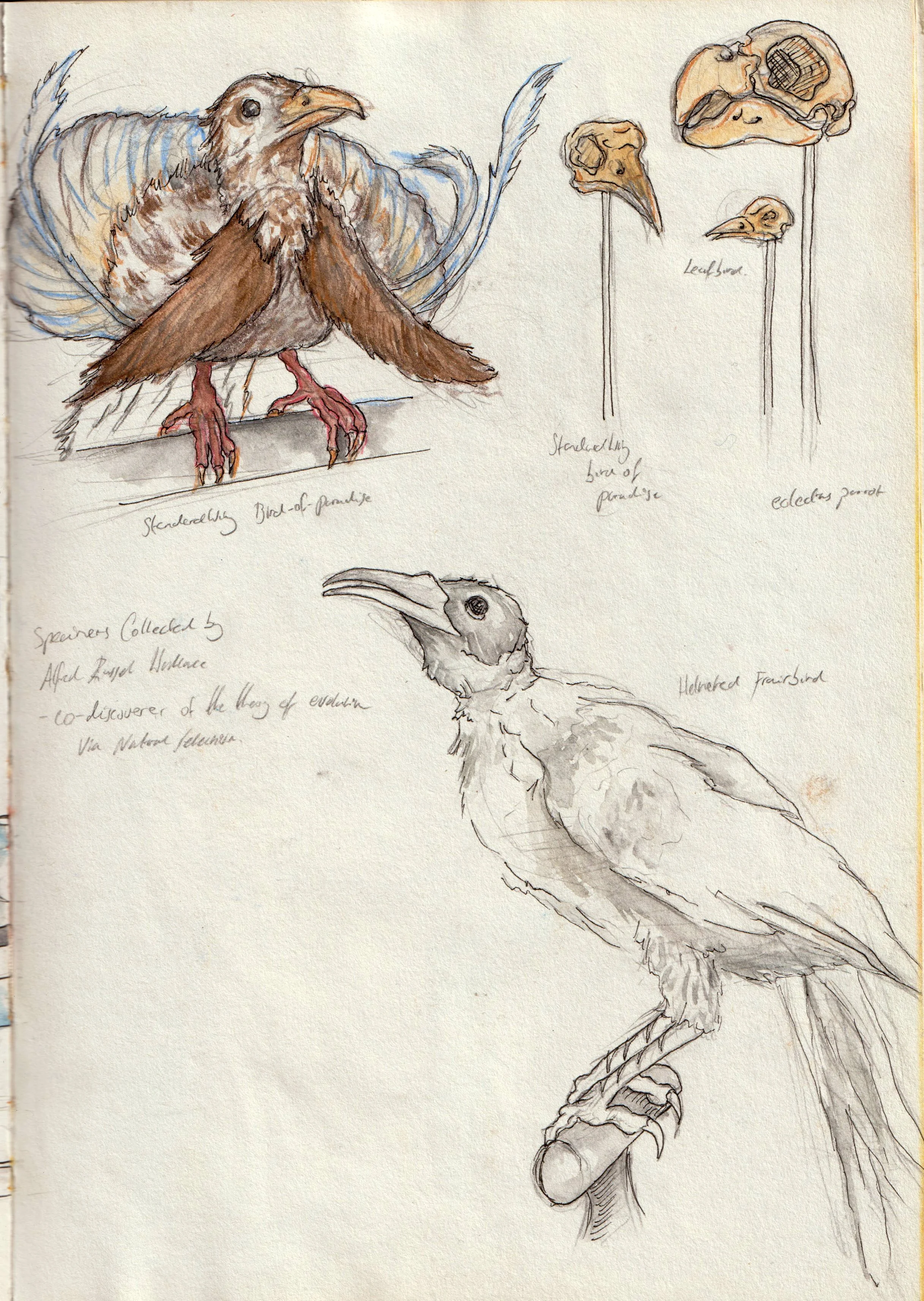 Birds drawings.jpg