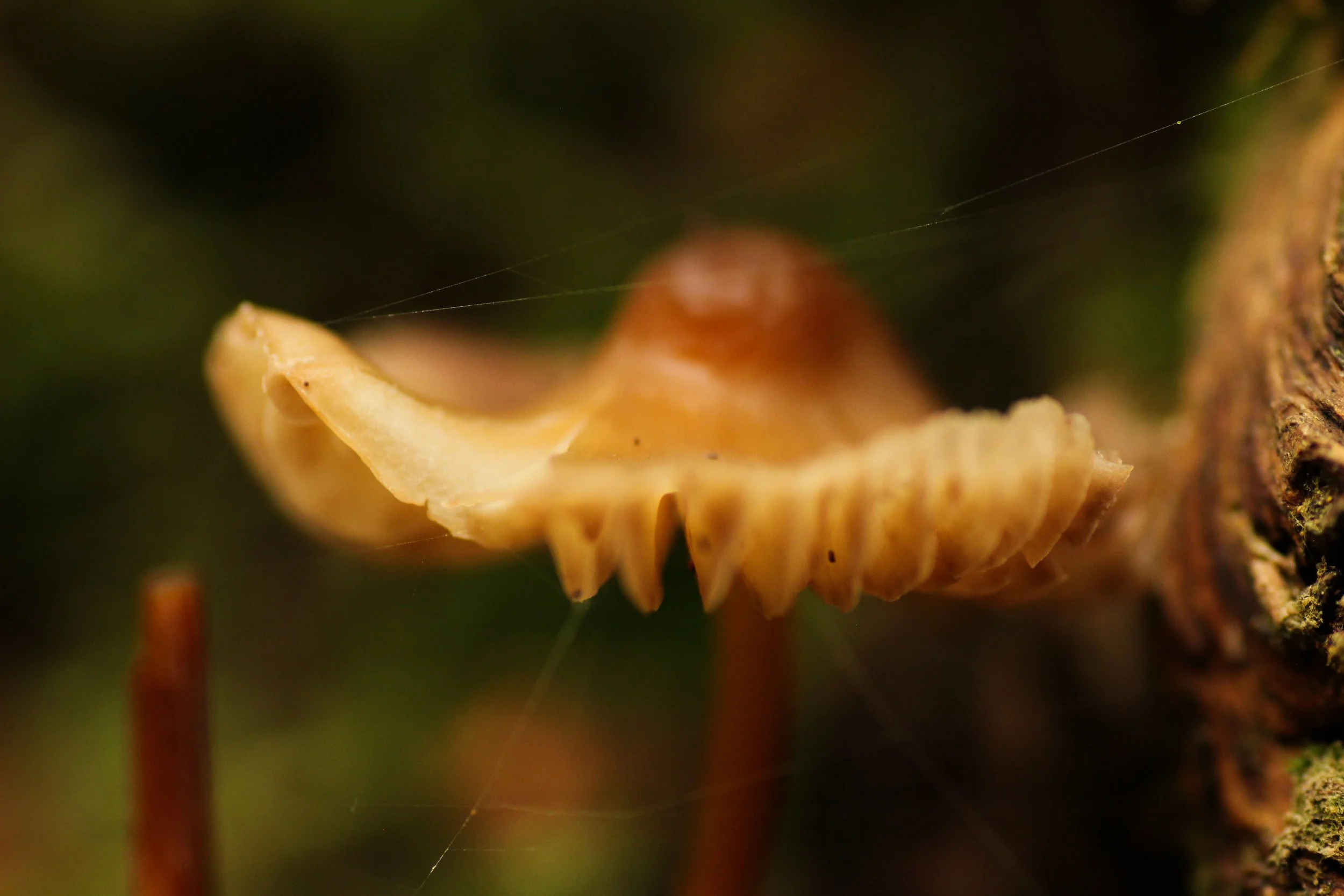 IMG_4582.jpg