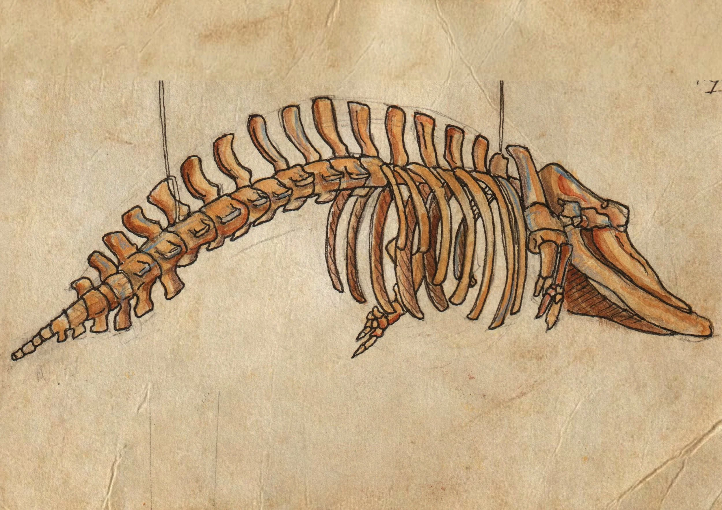 Whale skeleton sketch.jpg