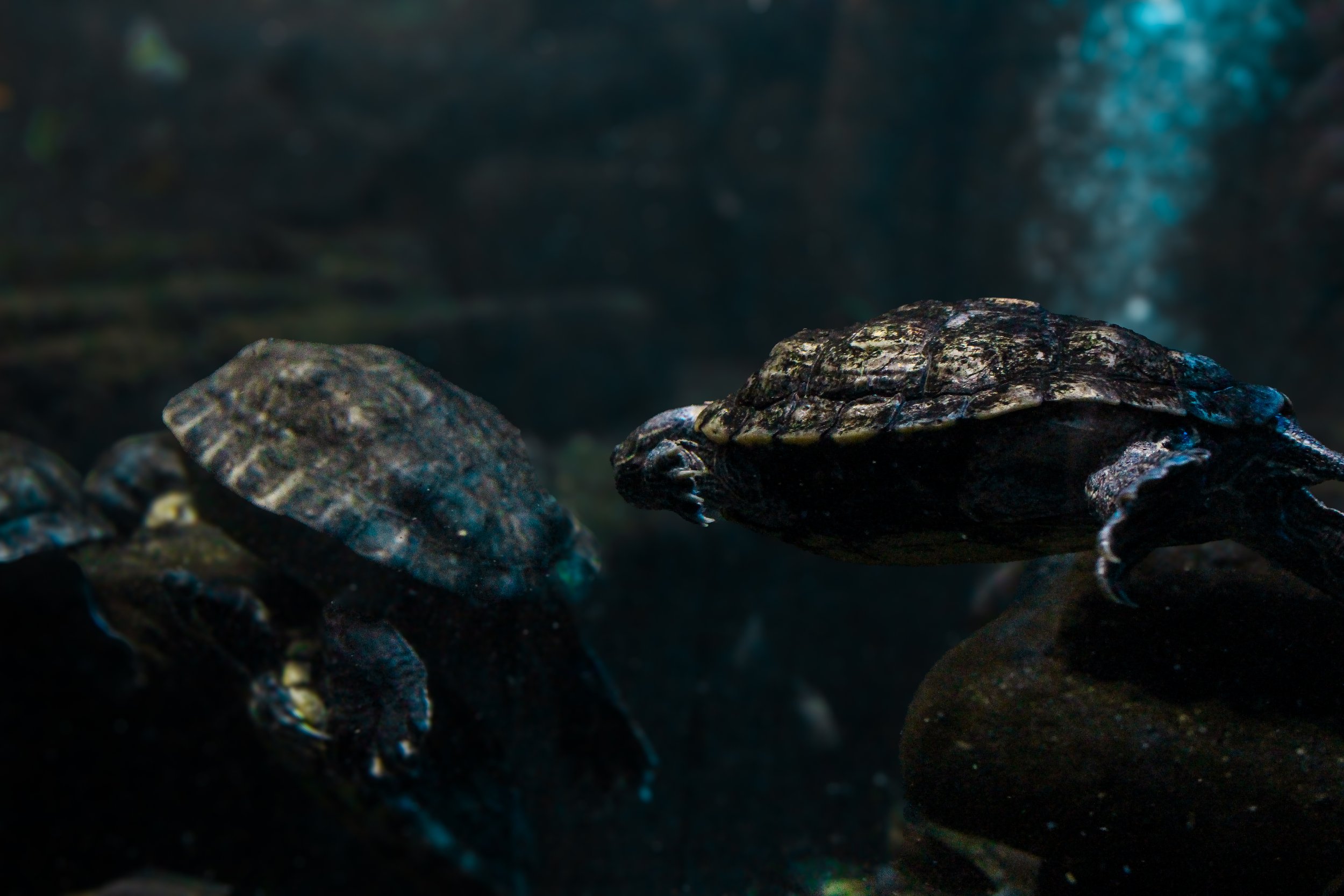 Aquariums