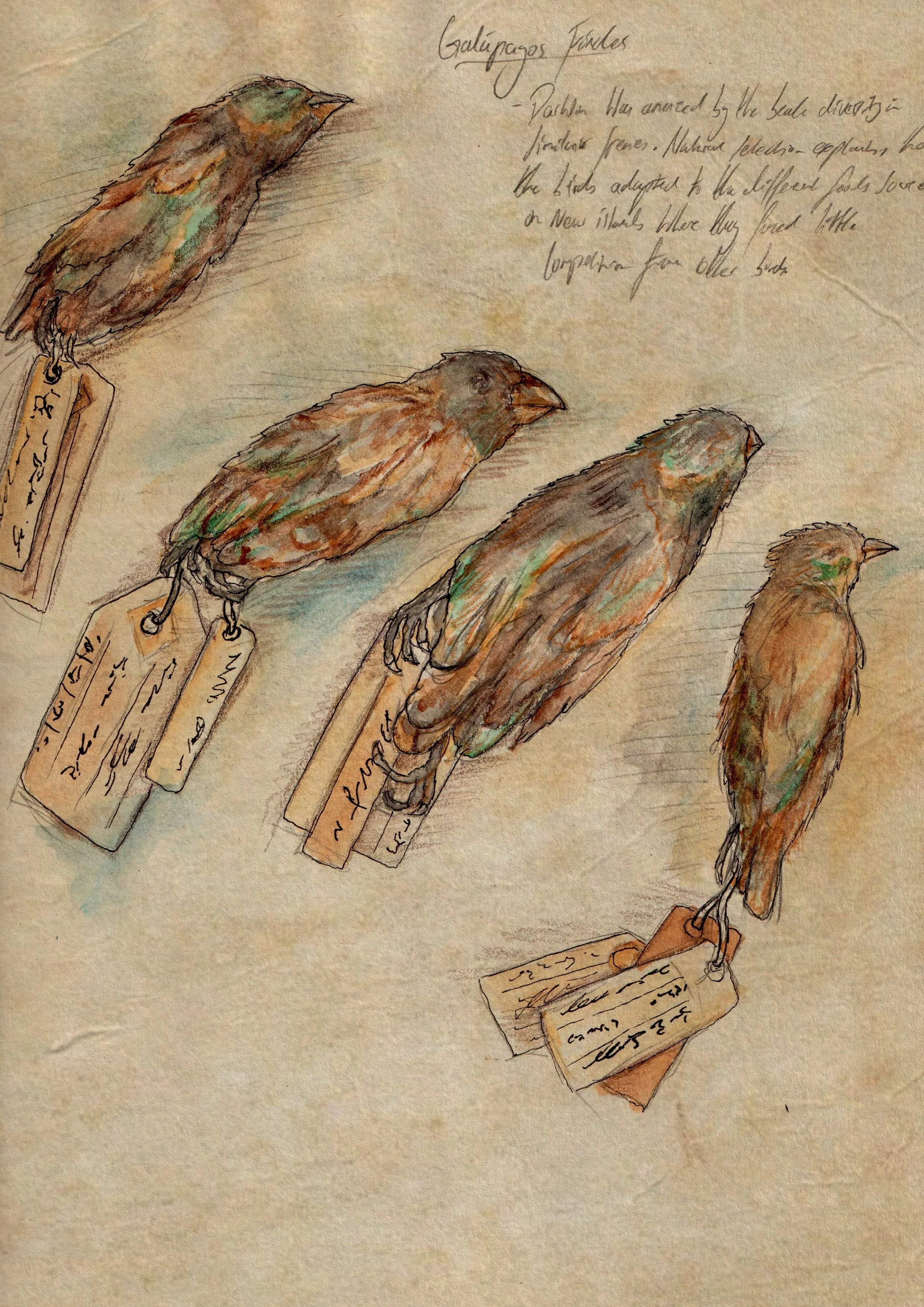 Galapagos finches.jpg