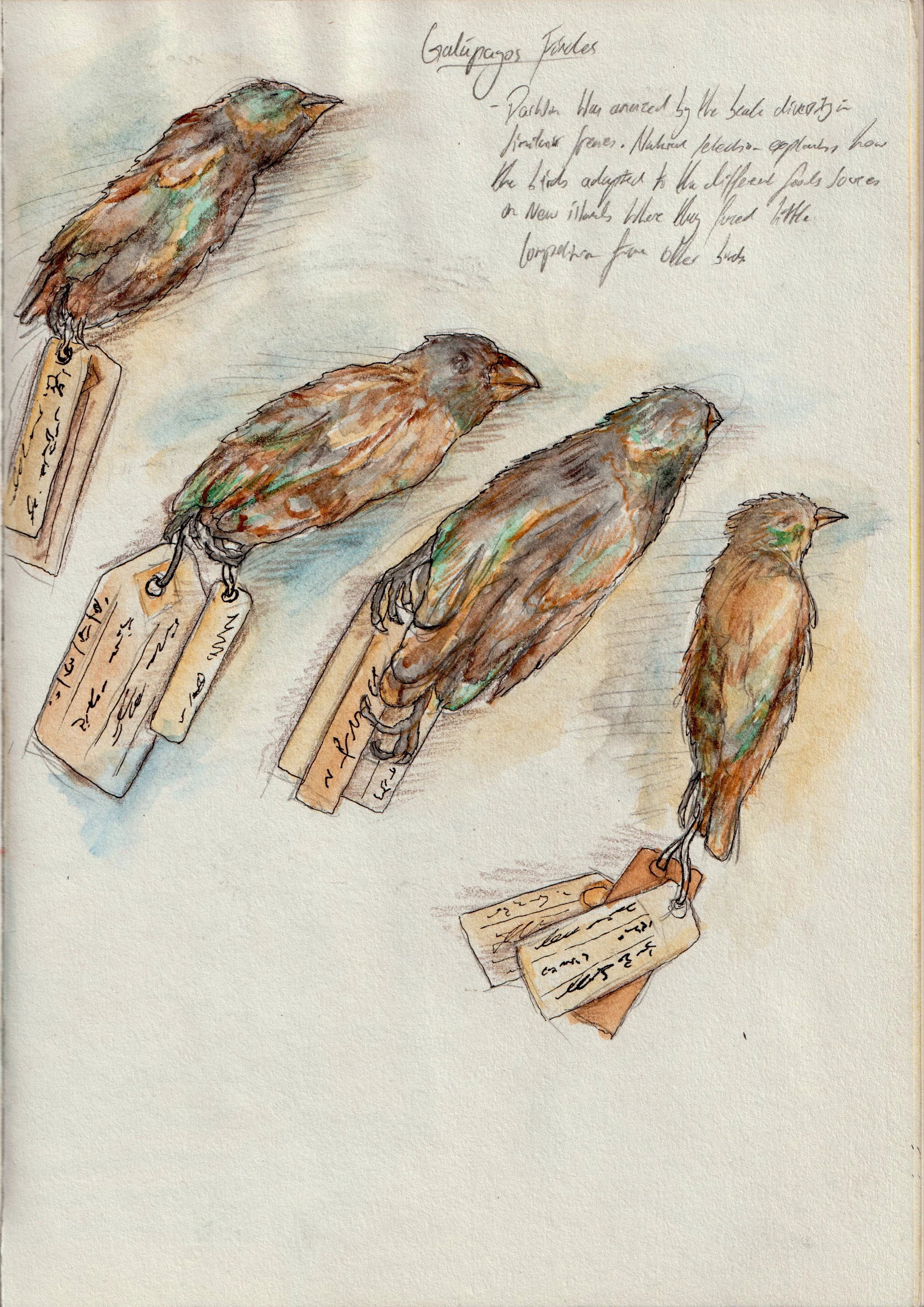 Darwin's finches.jpg