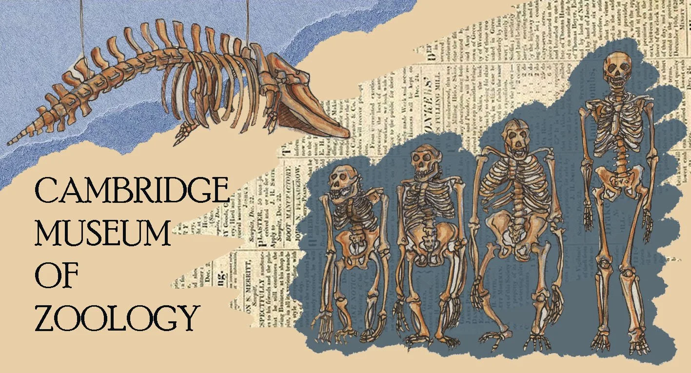 fig_white_awallofclimbingivy97_zoologymuseum001.jpg