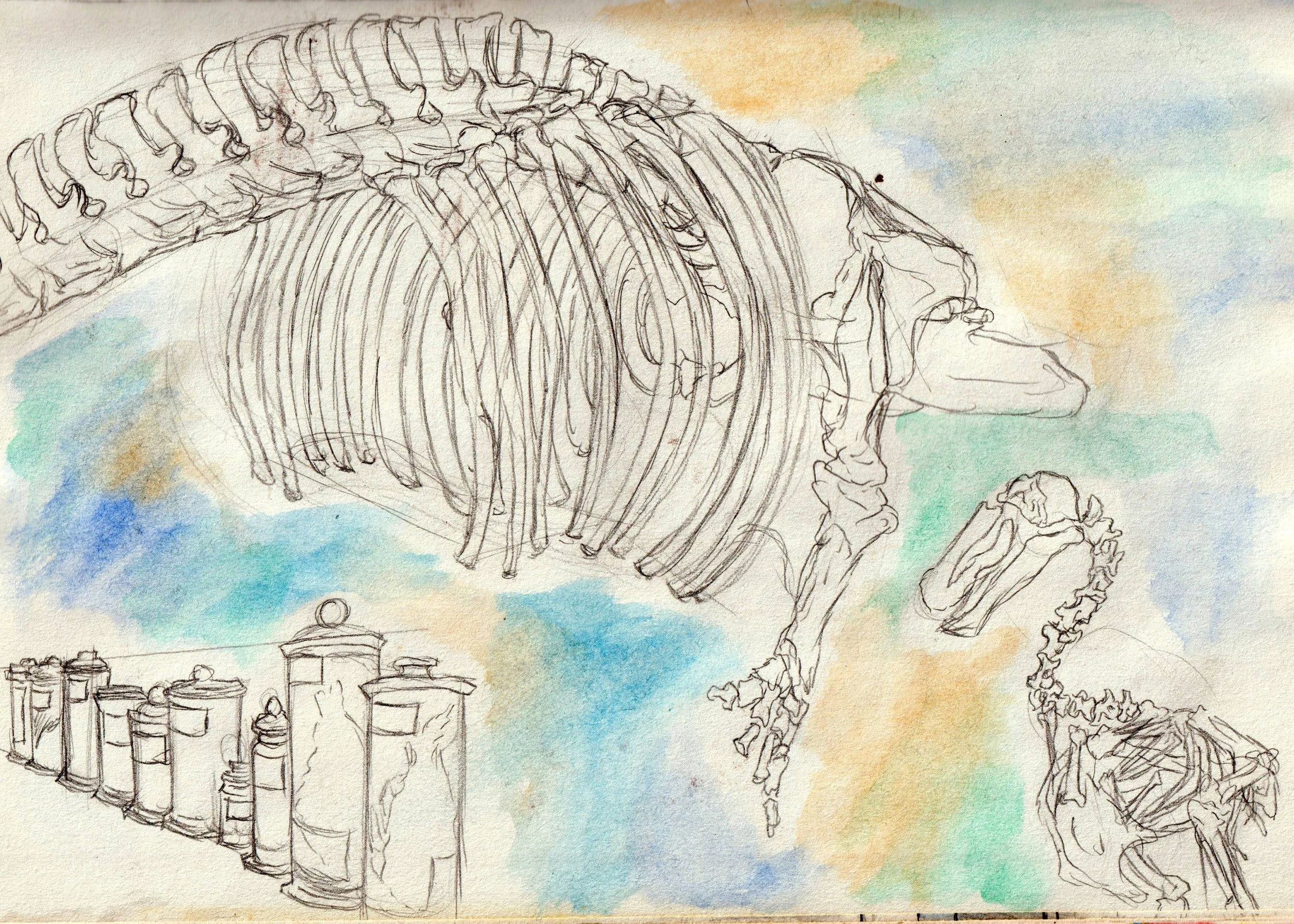 Whale skeleton and jars.jpg