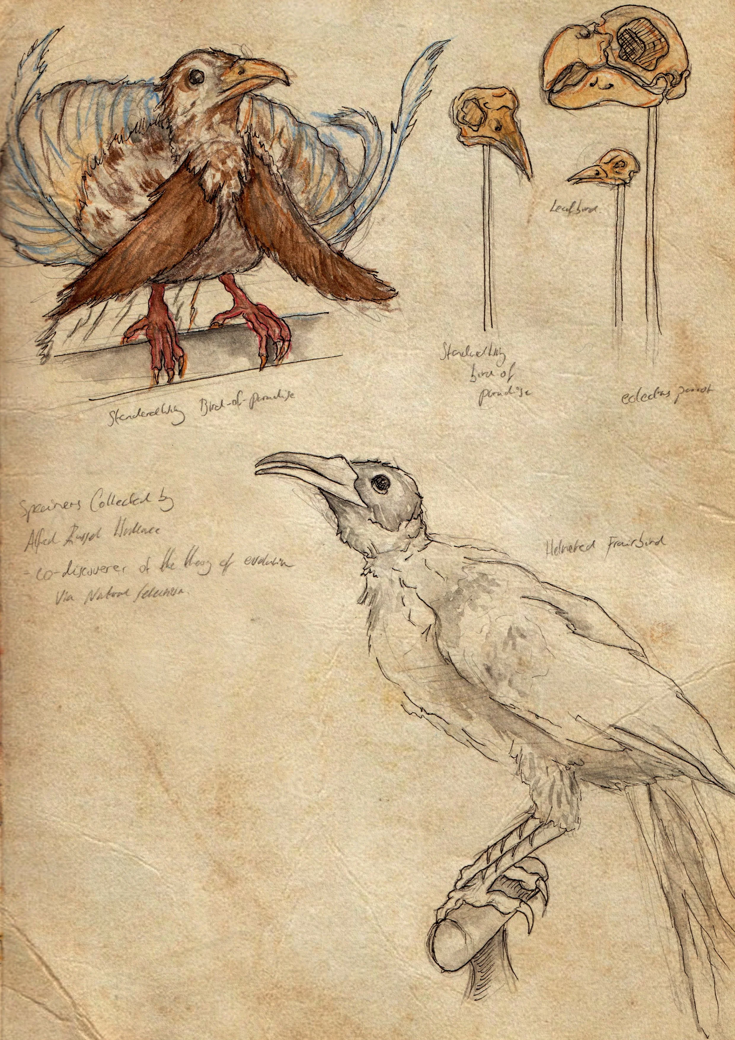 Birds sketches.jpg