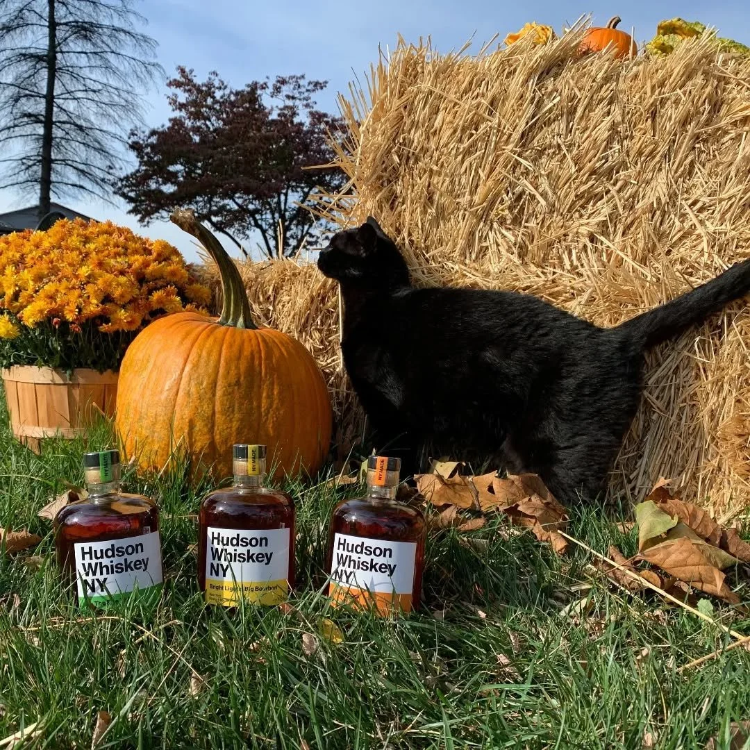 It's Rye's turn to shine. 🐈&zwj;⬛

Happy Spooky Season, y'all! 

#halloween #pumpkin #autumn # sooky