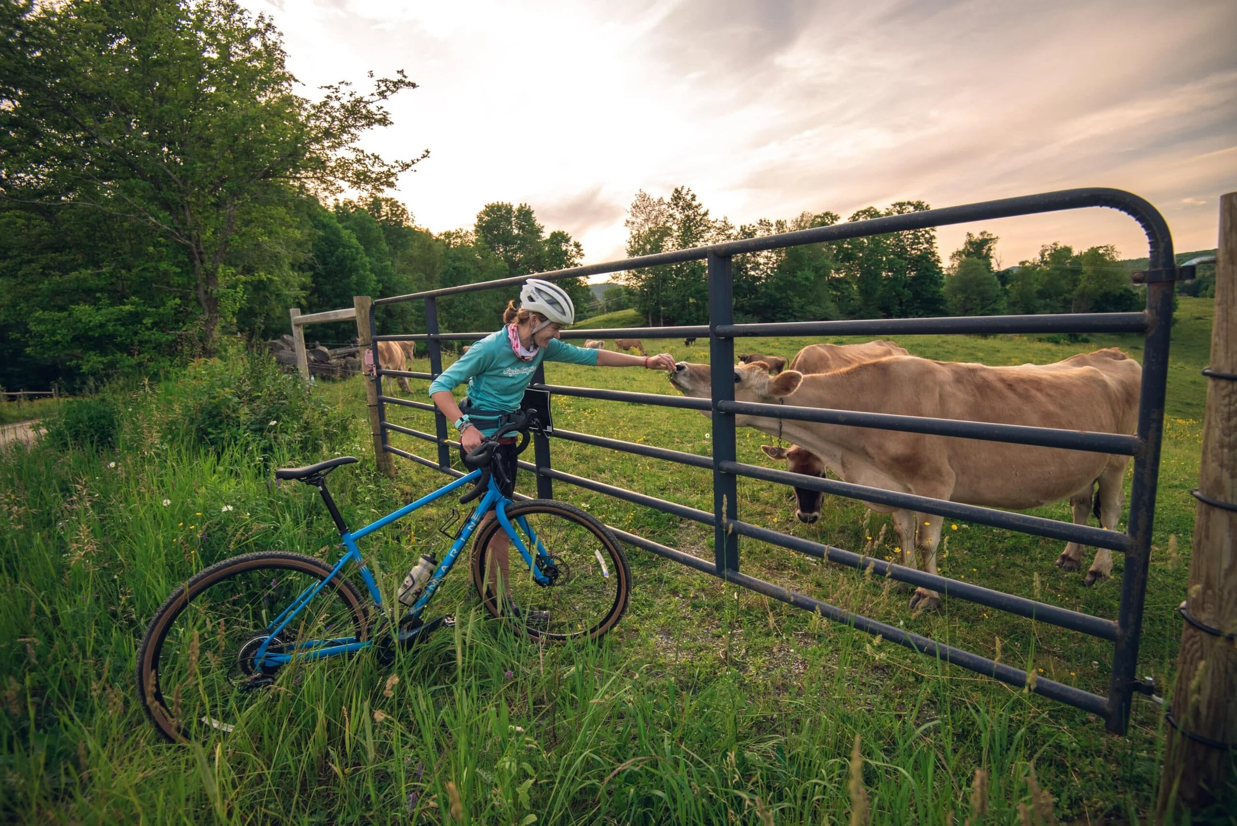 Woman gravel biking and petting a cow