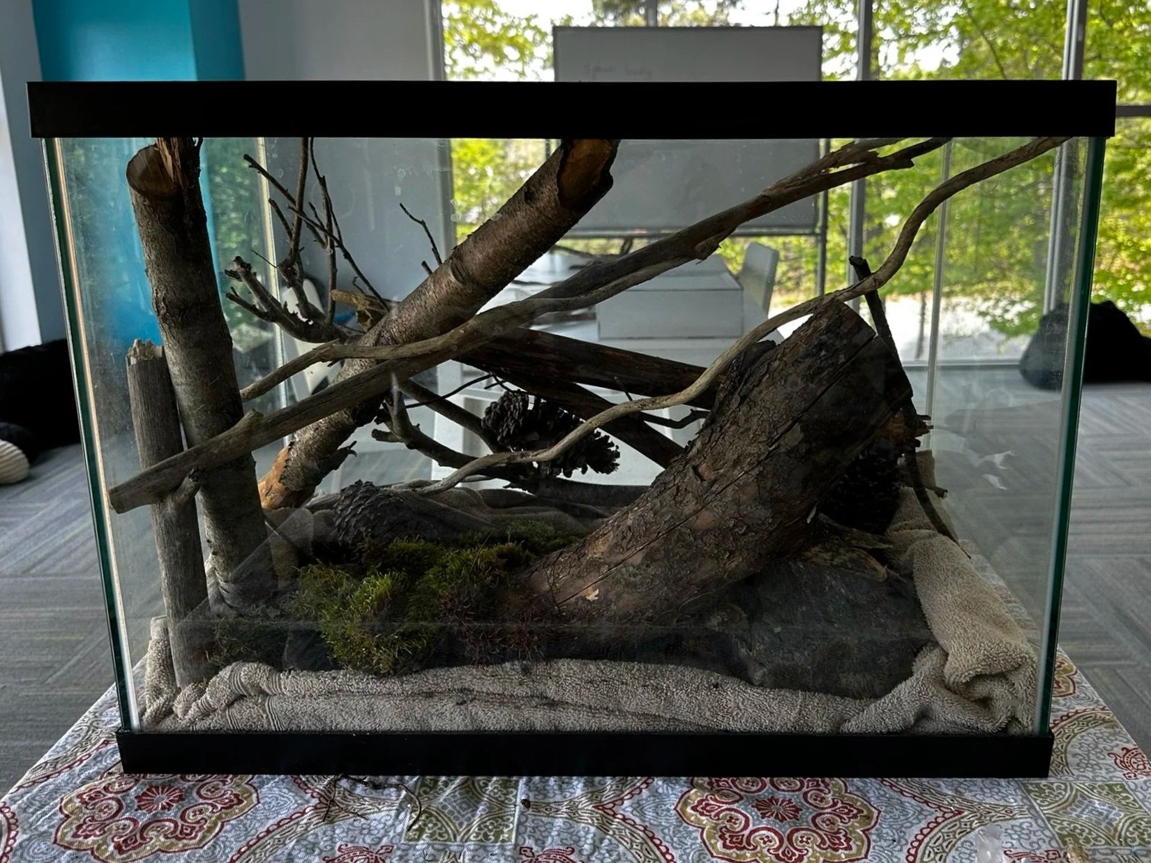 A completed paludarium prototype built by students
