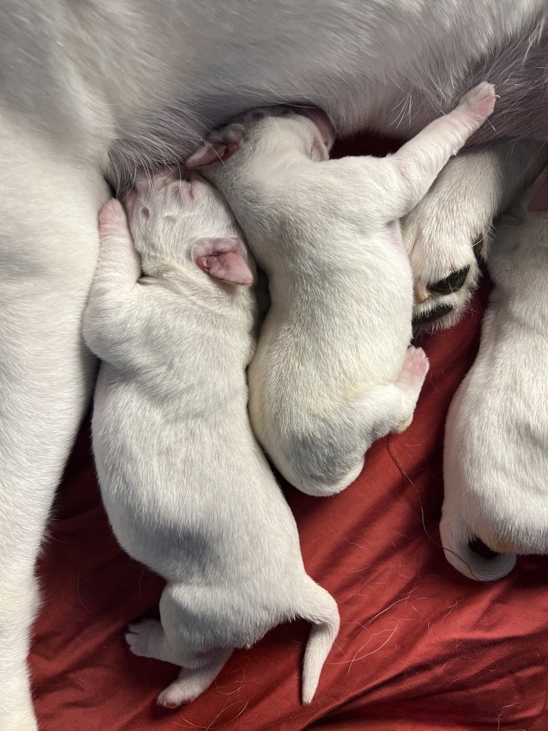Two white newborn puppies sleeping close to their mother on a red blanket.