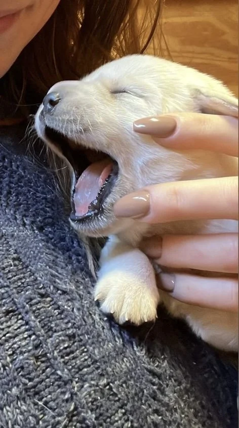 A person holding a yawning yellow puppy close to their face. The puppy appears to be very sleepy or tired.