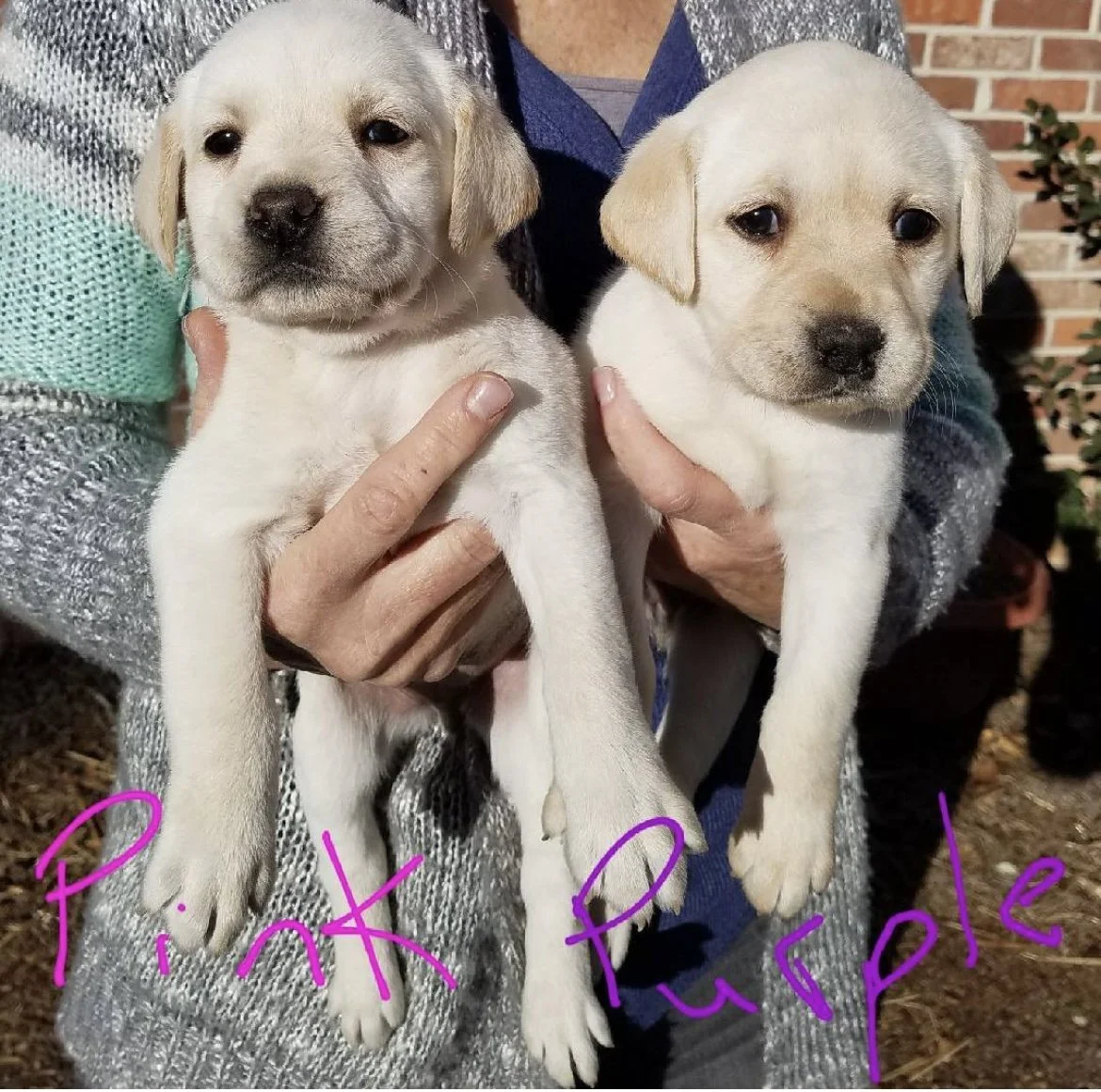 Two yellow Labrador puppies being held by hands in front of a brick wall. The photo has pink handwritten text that says 'PINK PUPLE'.