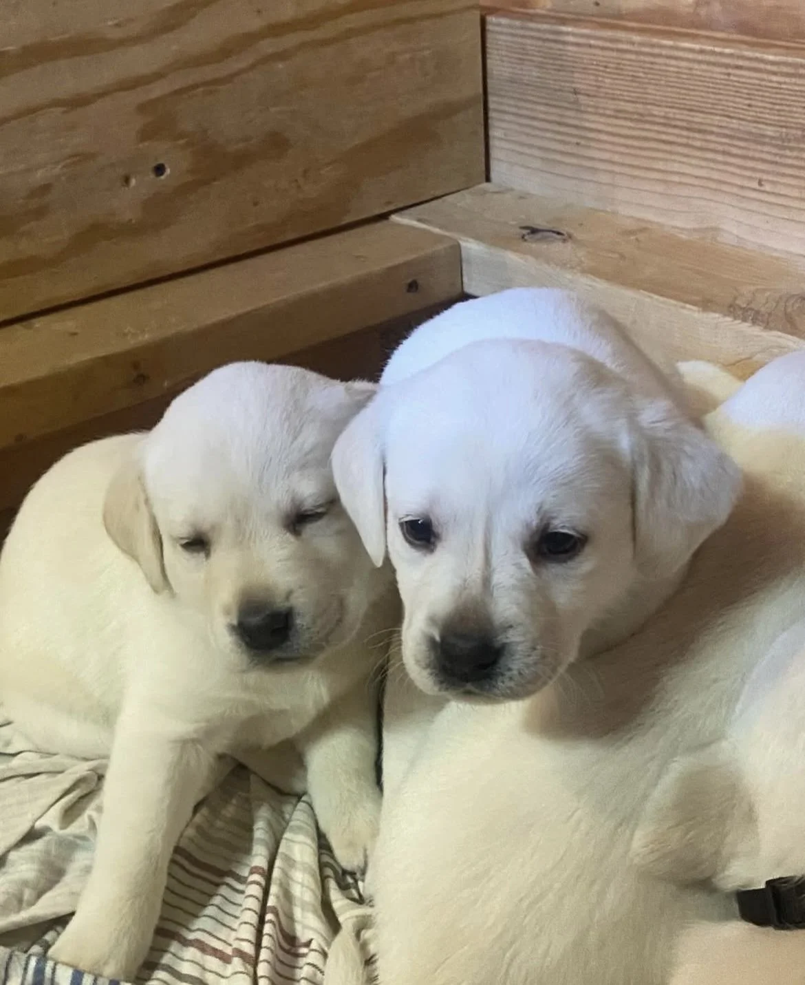 Two small yellow Labrador puppies resting on a soft blanket against a wooden wall, one with eyes closed and the other looking forward.