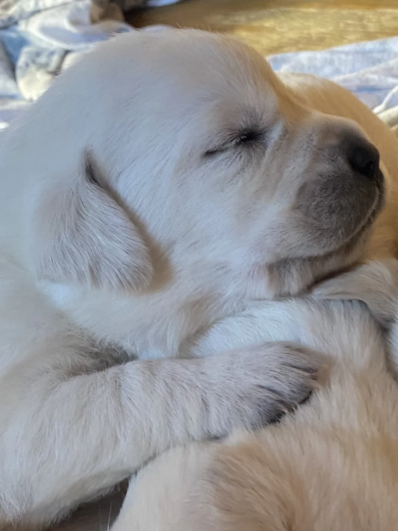A close-up of a sleeping yellow Labrador Retriever puppy, curled up and resting peacefully.