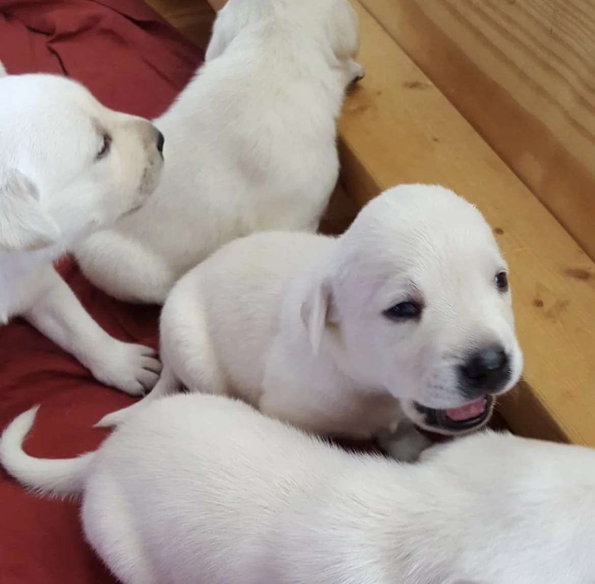 Four white Labrador Retriever puppies sitting on a red blanket near a wooden ledge.