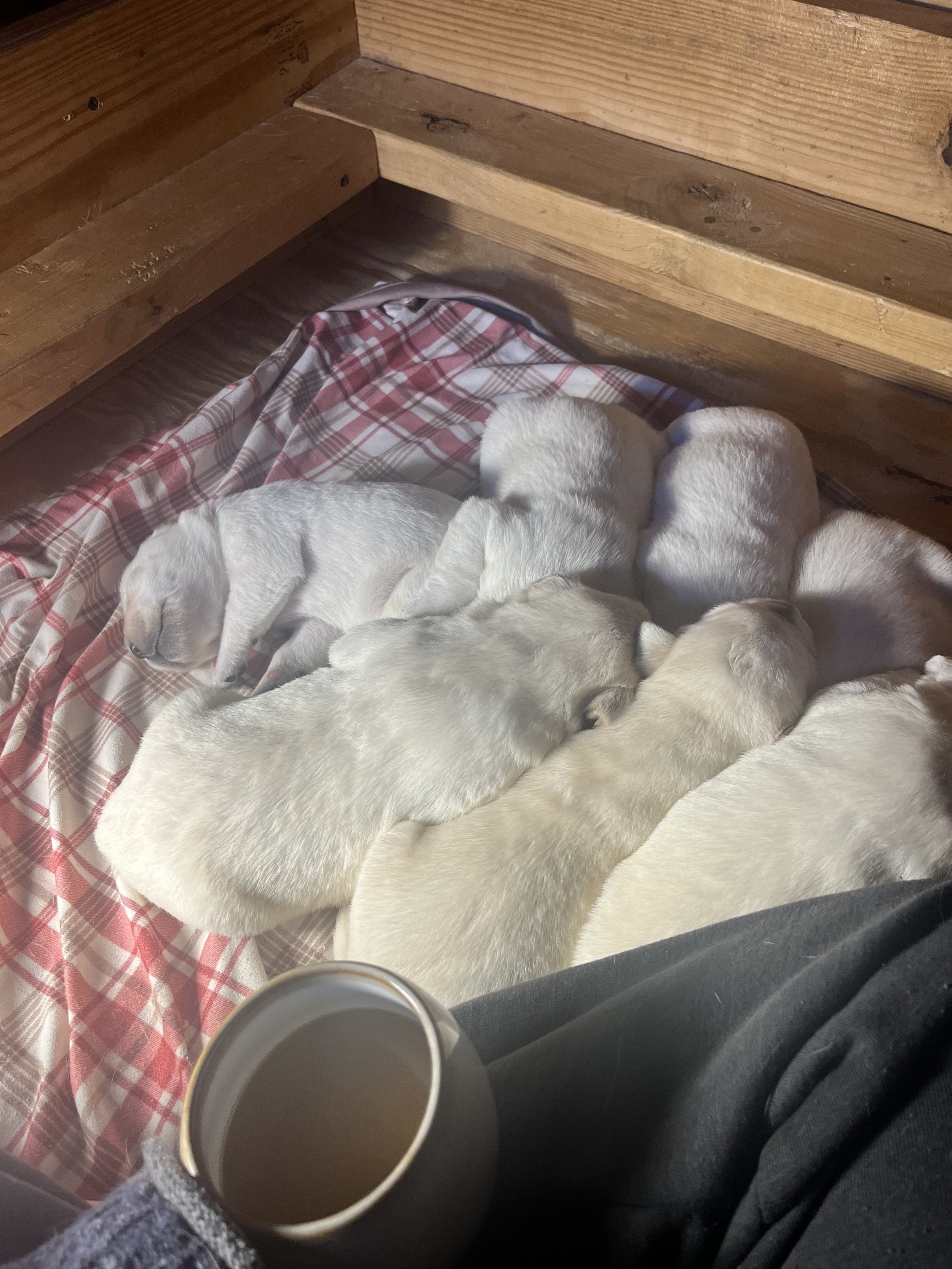Six white puppies sleeping on a plaid blanket inside a wooden enclosure, with a person holding a cup in the foreground.
