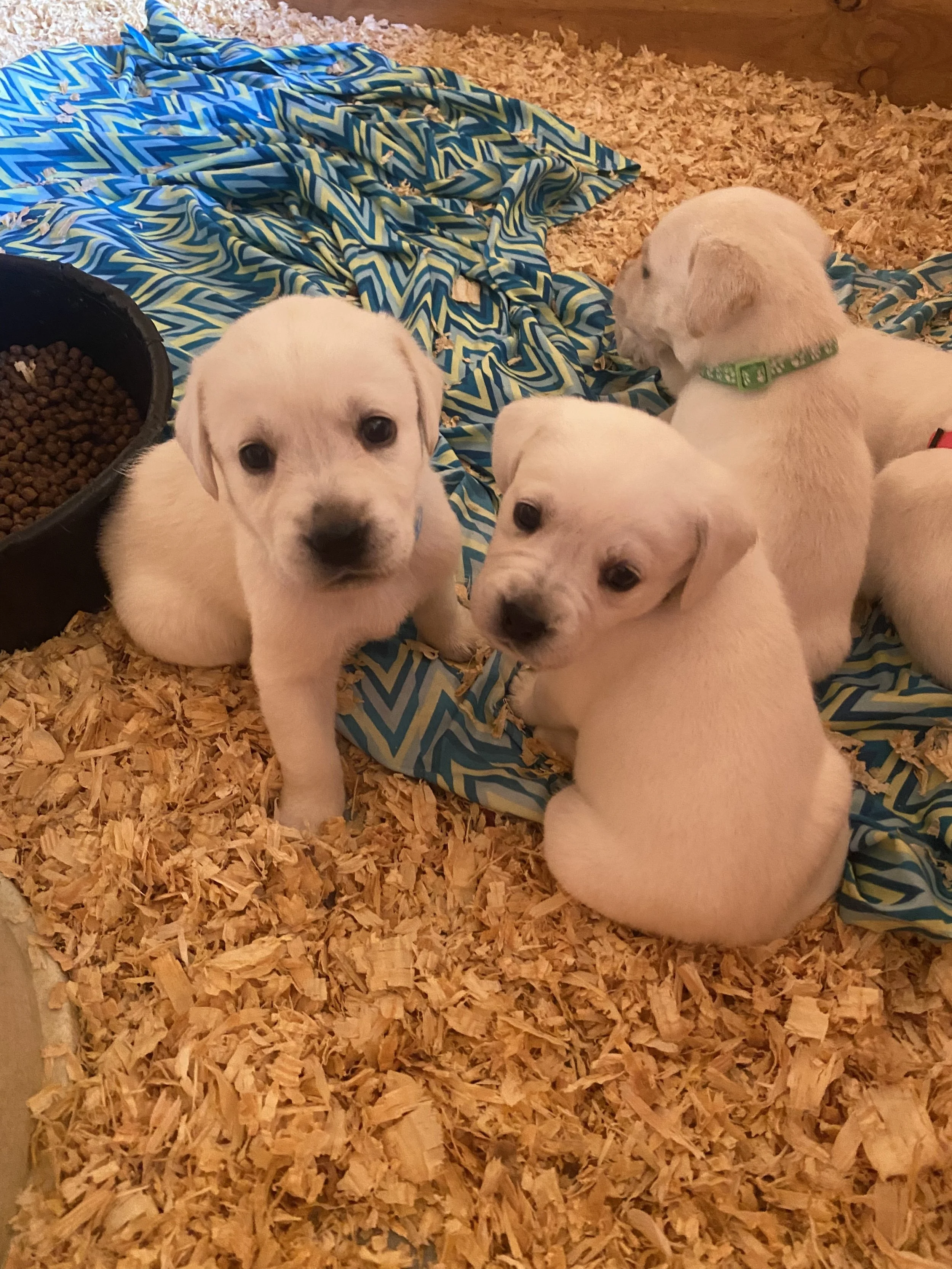 Four white puppies with black markings on their faces sitting on a bed of wood shavings, with a blue patterned blanket behind them and a black bowl of dog food nearby.