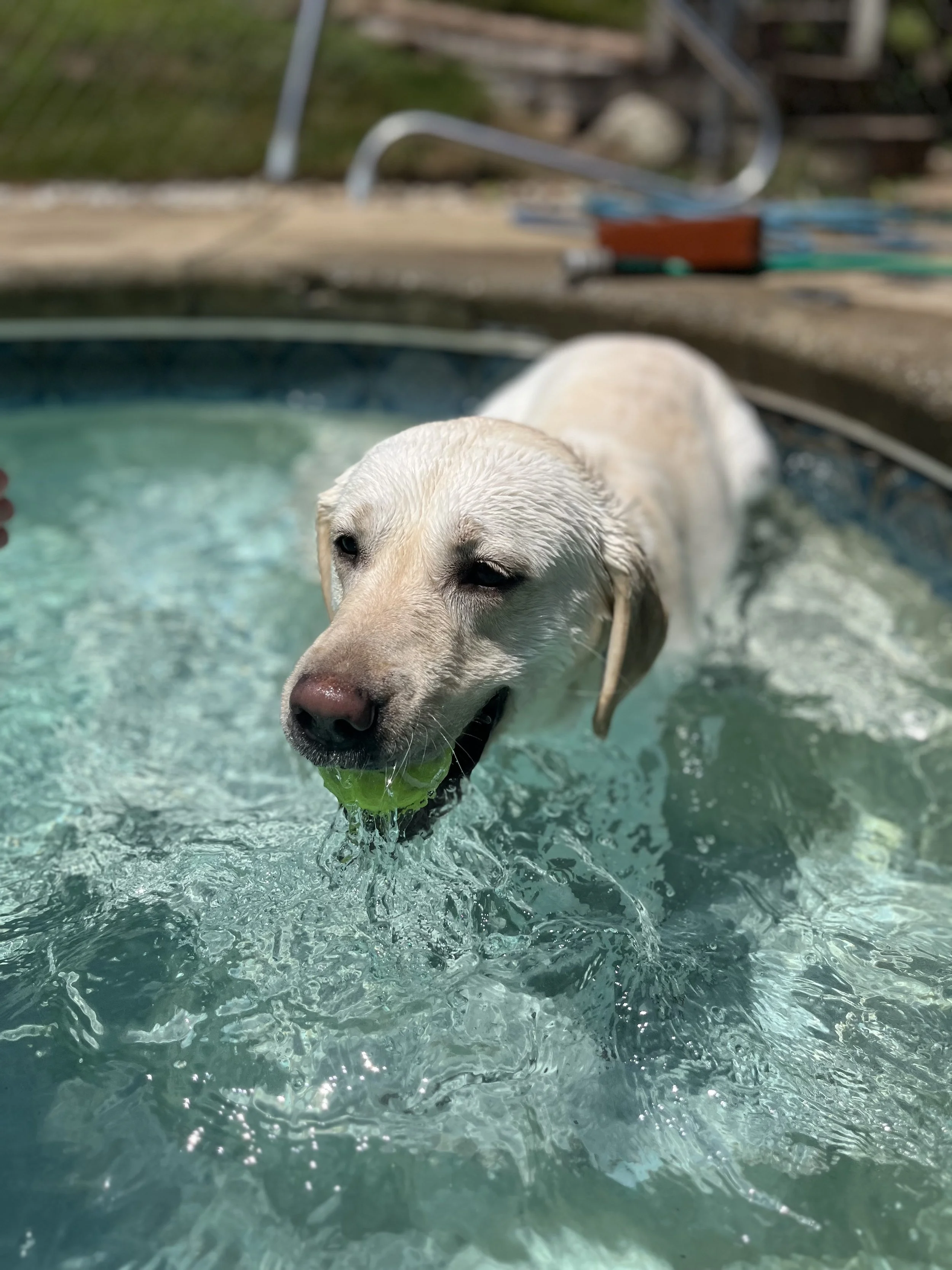 A yellow Labrador retriever swimming in a pool, holding a green tennis ball in its mouth.