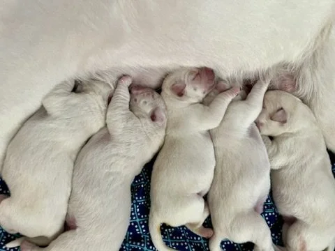 Six newborn puppies nursing from their mother.