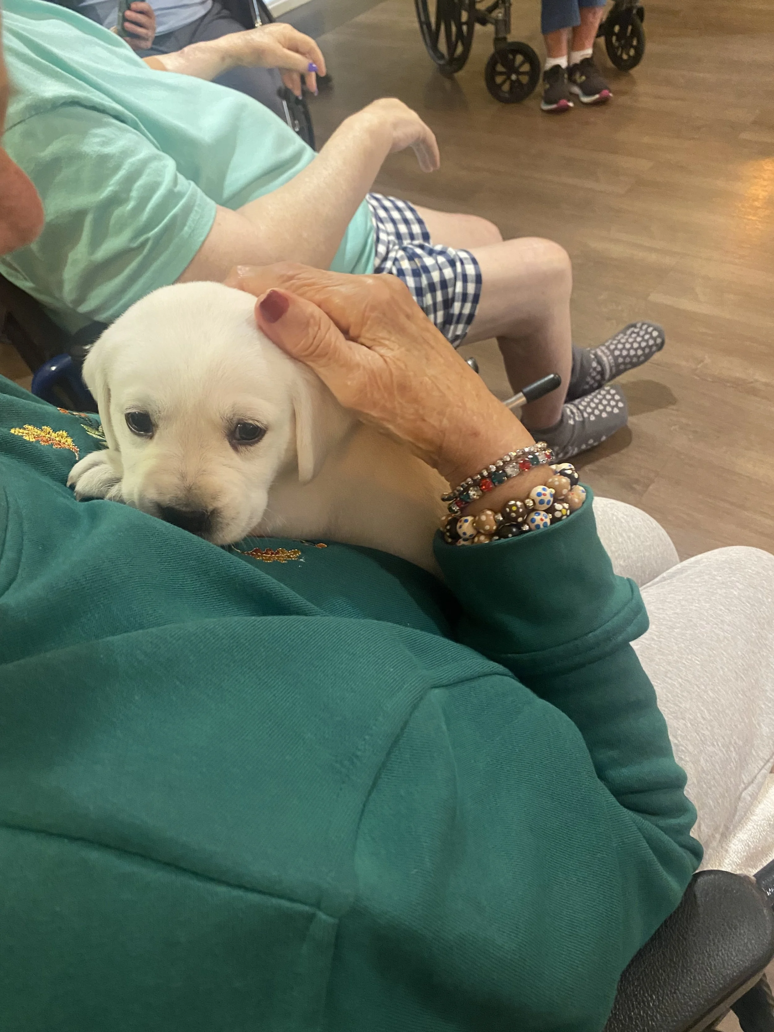 A person holding a white Labrador puppy on their lap, with other elderly people seated nearby in a communal care setting.