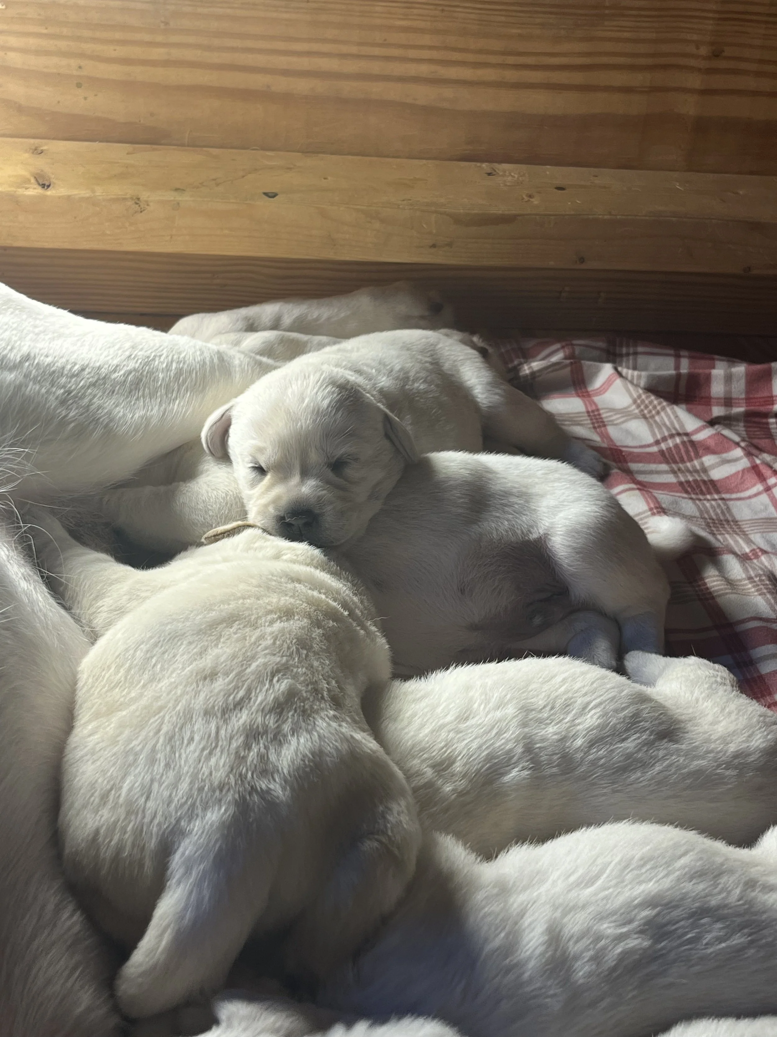 A group of light-colored puppies, some sleeping and cuddling together, in a cozy indoor setting with a wooden wall and red plaid blanket.