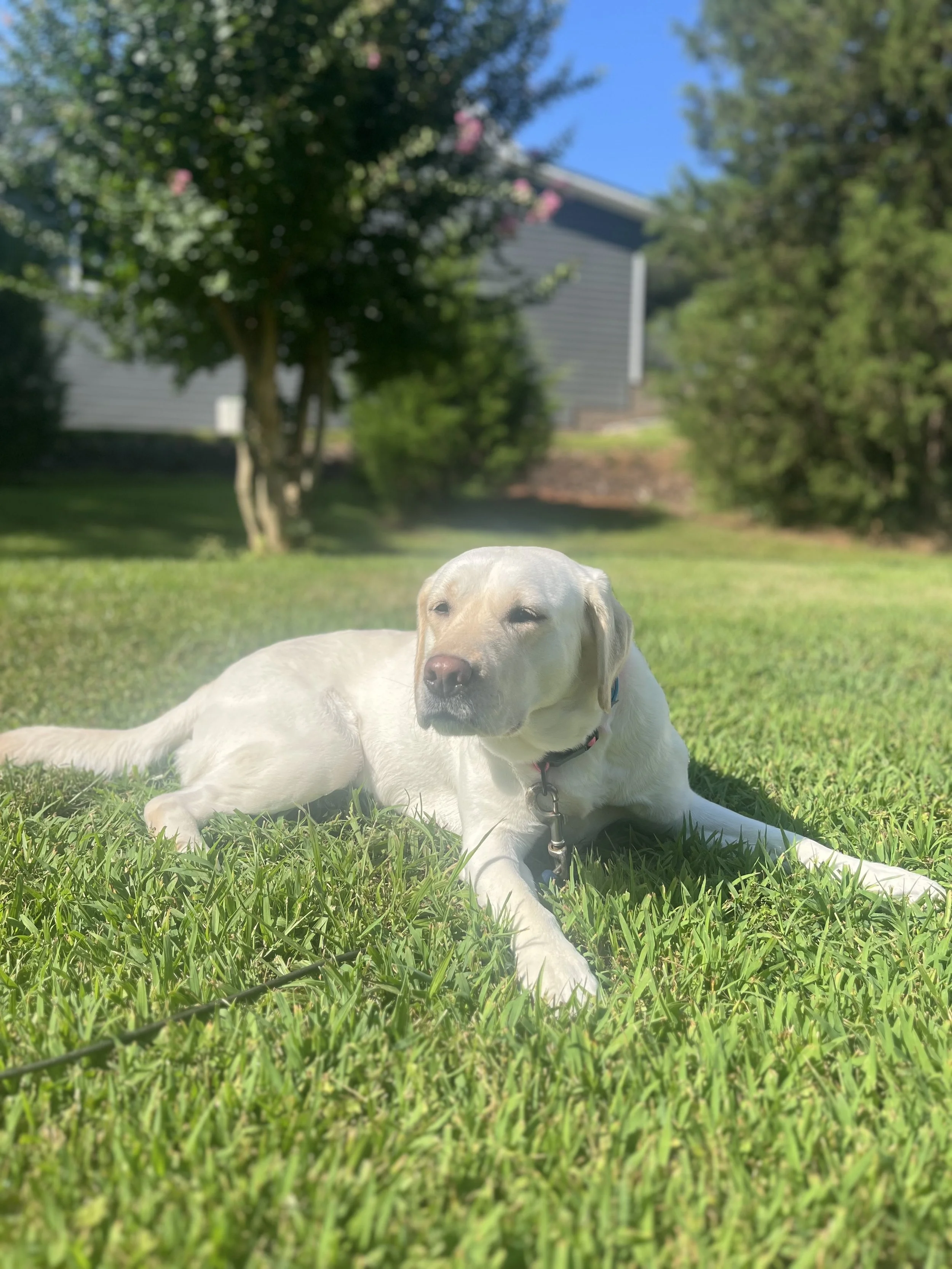 A light-colored Labrador retriever dog lying on green grass in a backyard with trees and a house in the background on a sunny day.