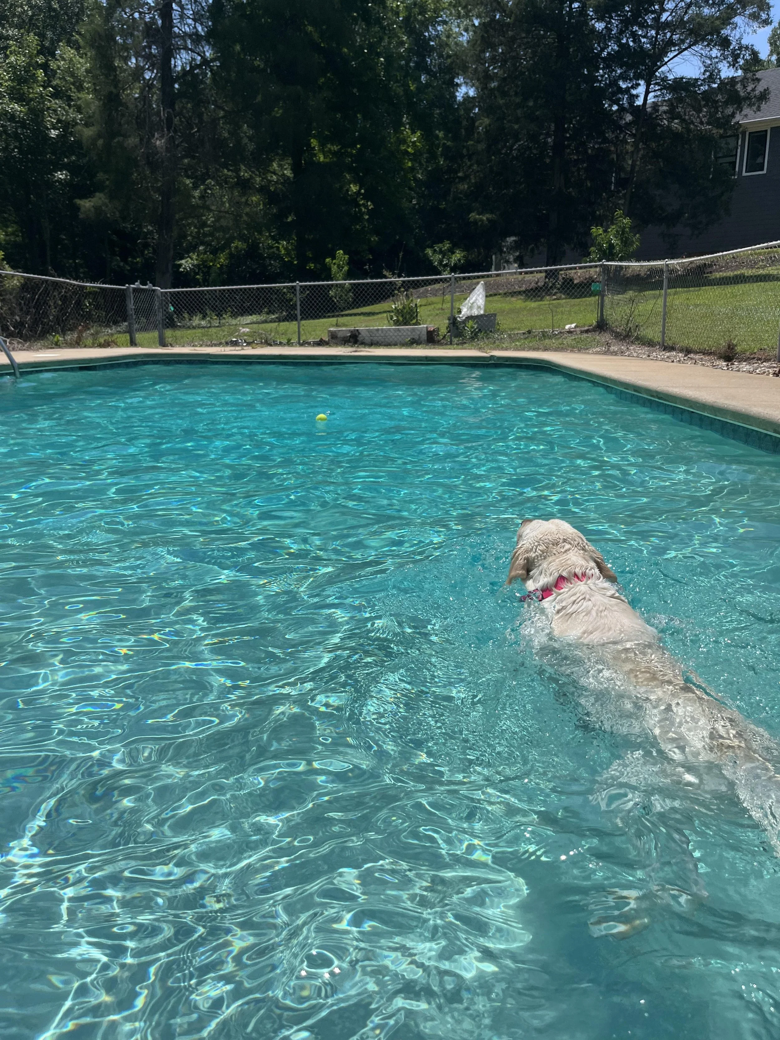 A dog swimming in a backyard swimming pool on a sunny day, with trees, a house, and a fence in the background.