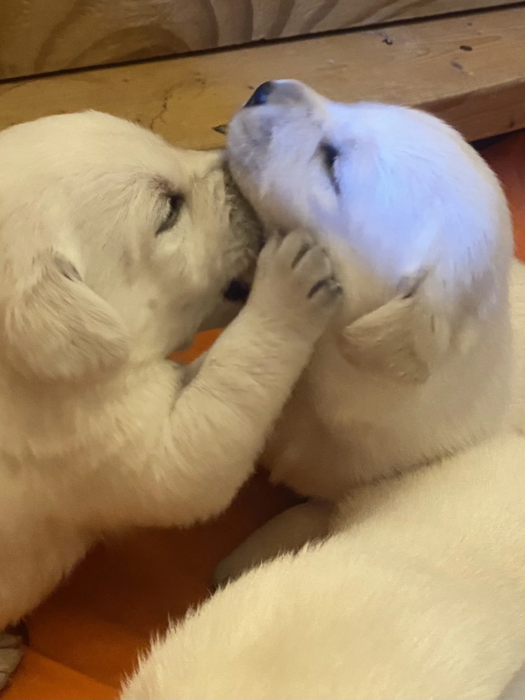 Two adorable golden retriever puppies snuggling and playing on a wooden floor.