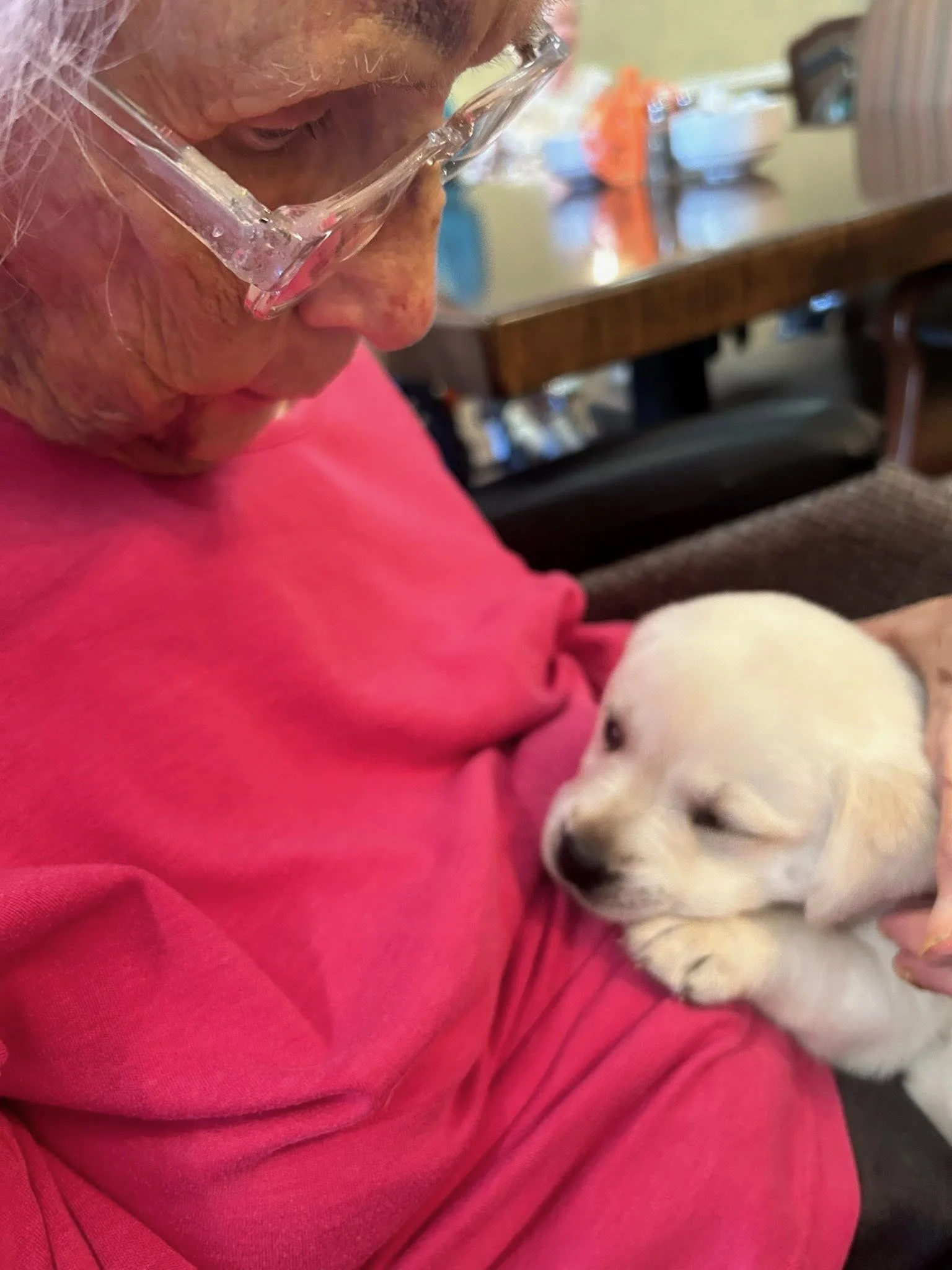 An elderly woman wearing glasses and a pink shirt holds a small, light-colored puppy sitting on her lap. The woman is looking down at the puppy, which appears to be resting or sleeping.