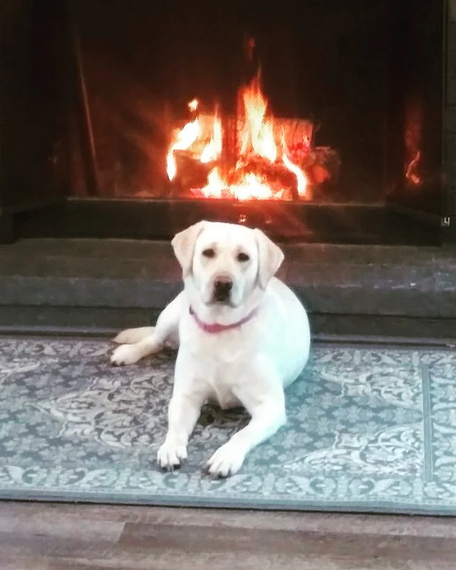 White Labrador Retriever lying in front of a lit fireplace with glowing flames.