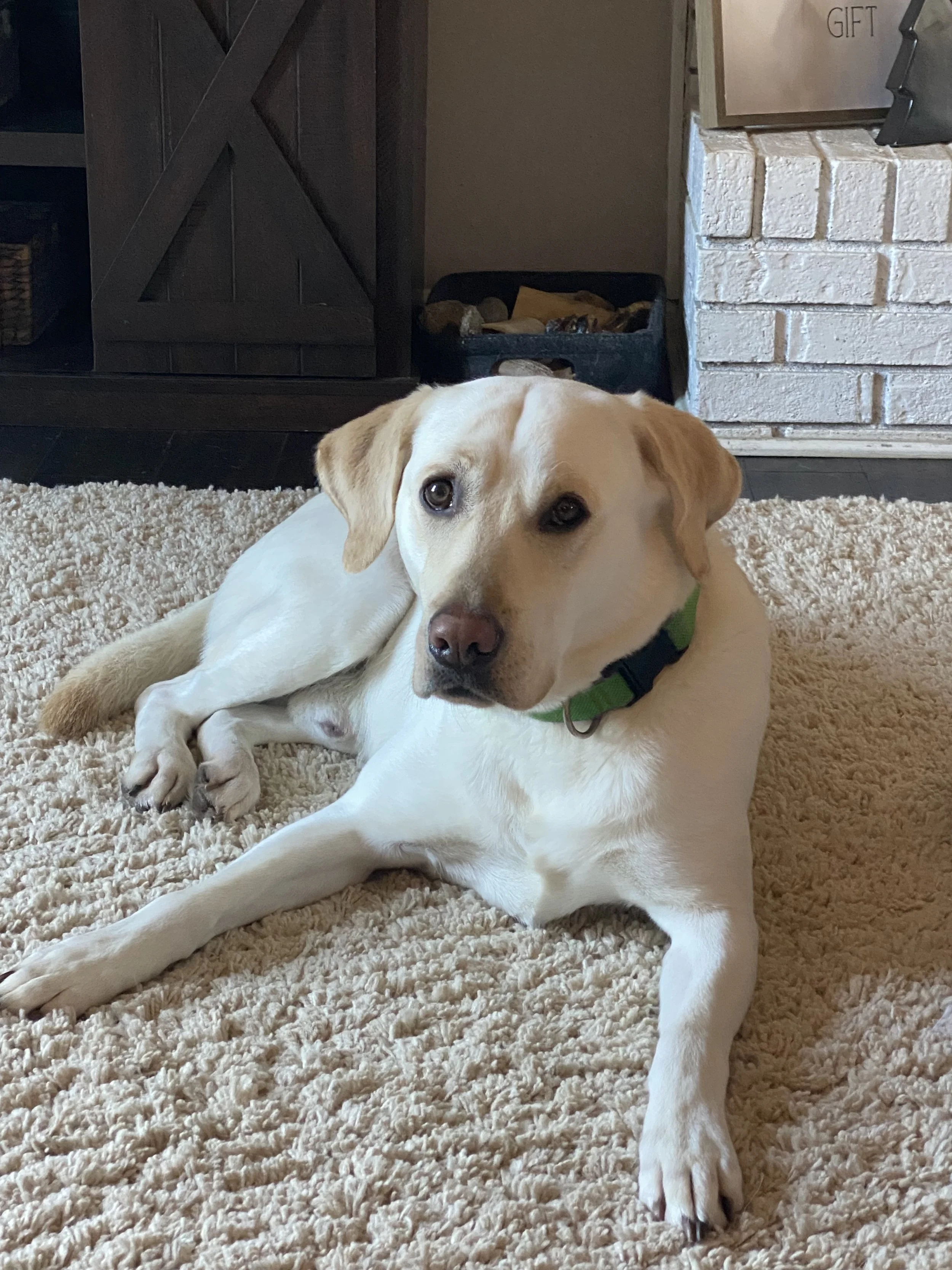 A tan and white dog lying on a beige shag carpet indoors, with a dark wood cabinet, a white brick fireplace, and a box labeled 'GIFT' in the background.