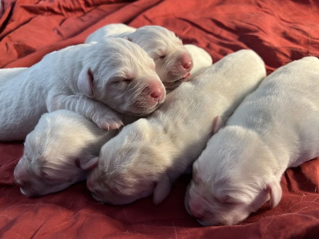 Six sleeping white puppies lying on a red blanket.