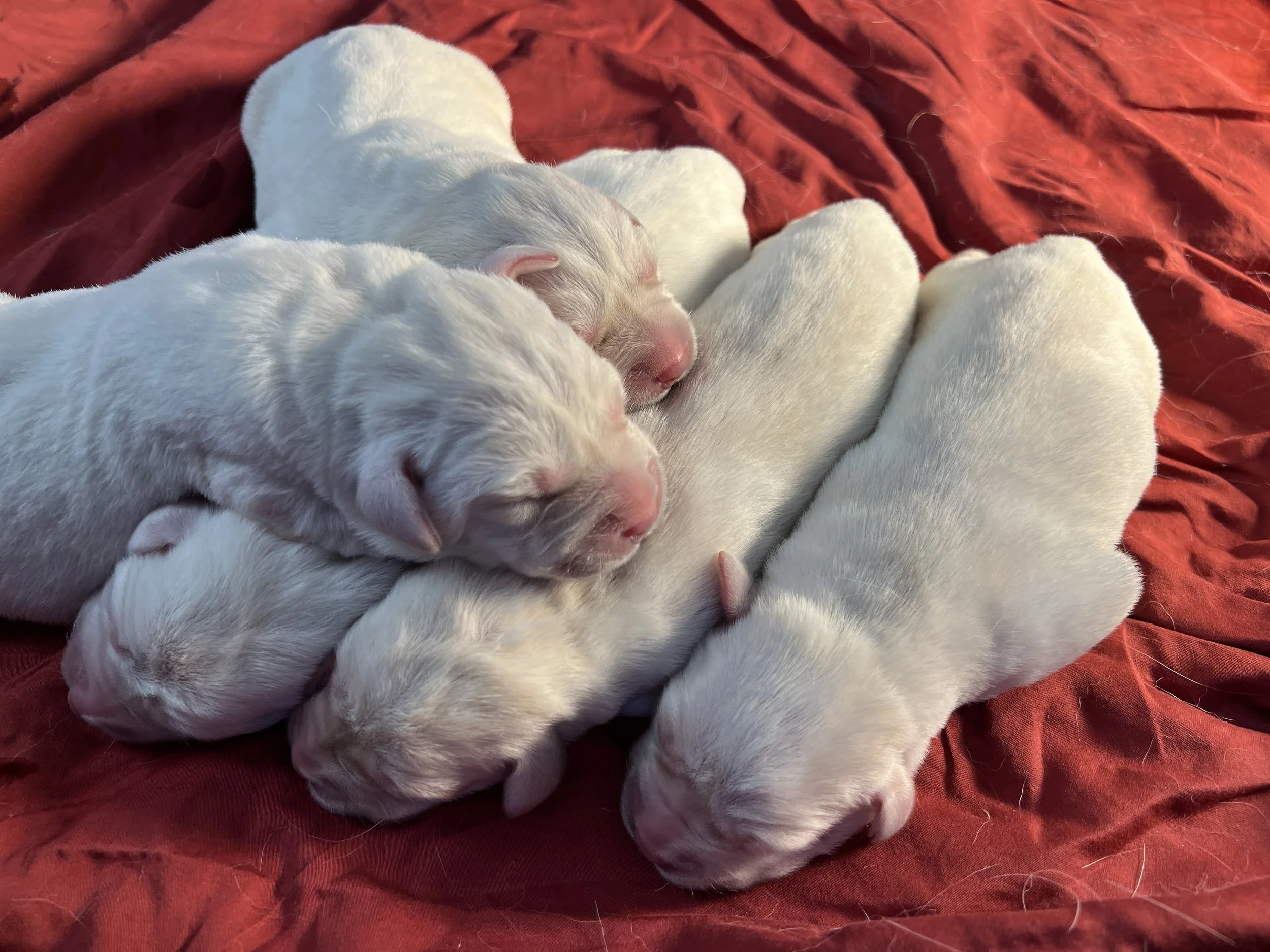 A group of newborn puppies sleeping on a red blanket, all with white fur and pink noses.
