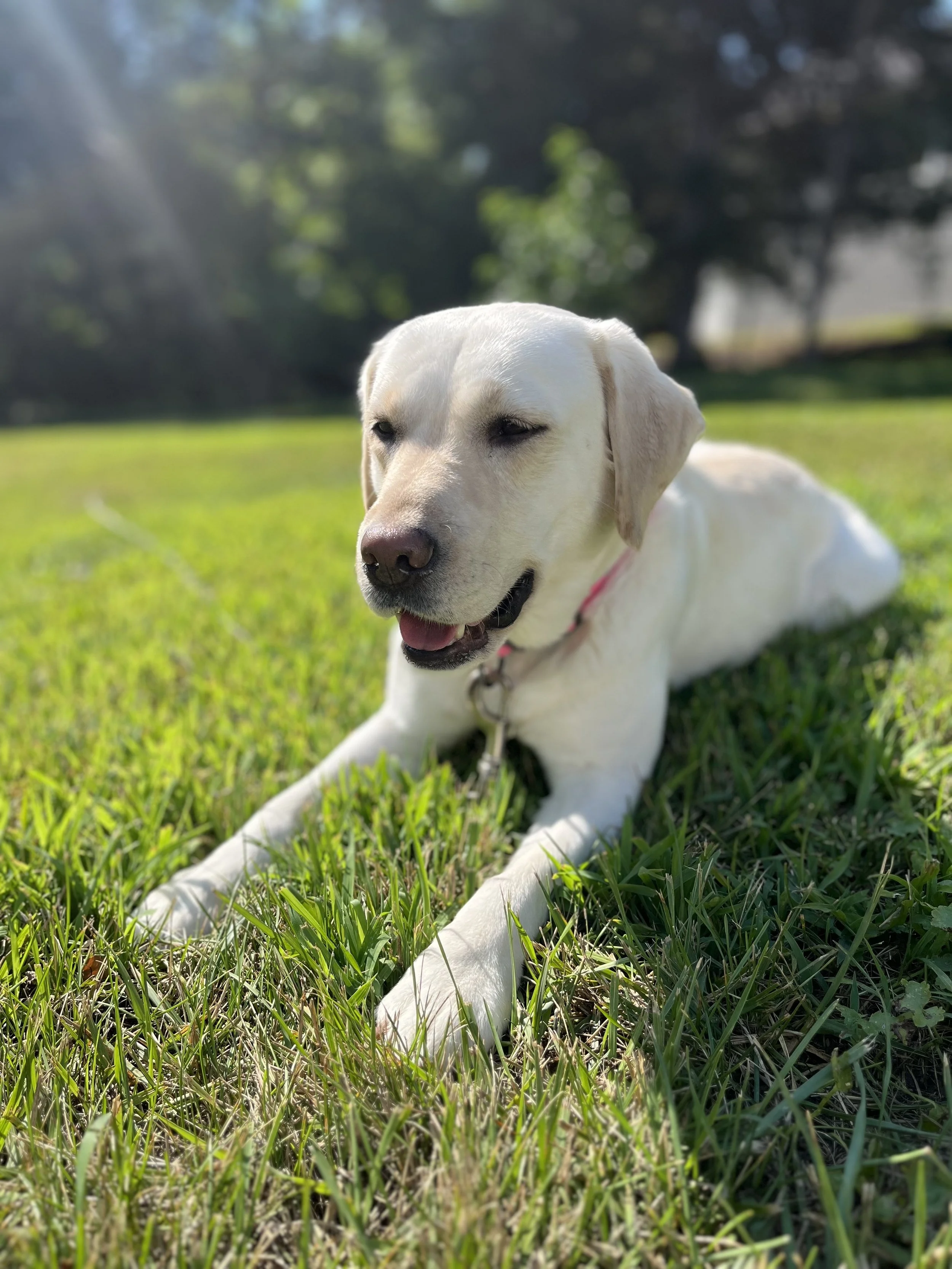 A yellow lab puppy lying on green grass in a park, with blurred trees and sunlight in the background.
