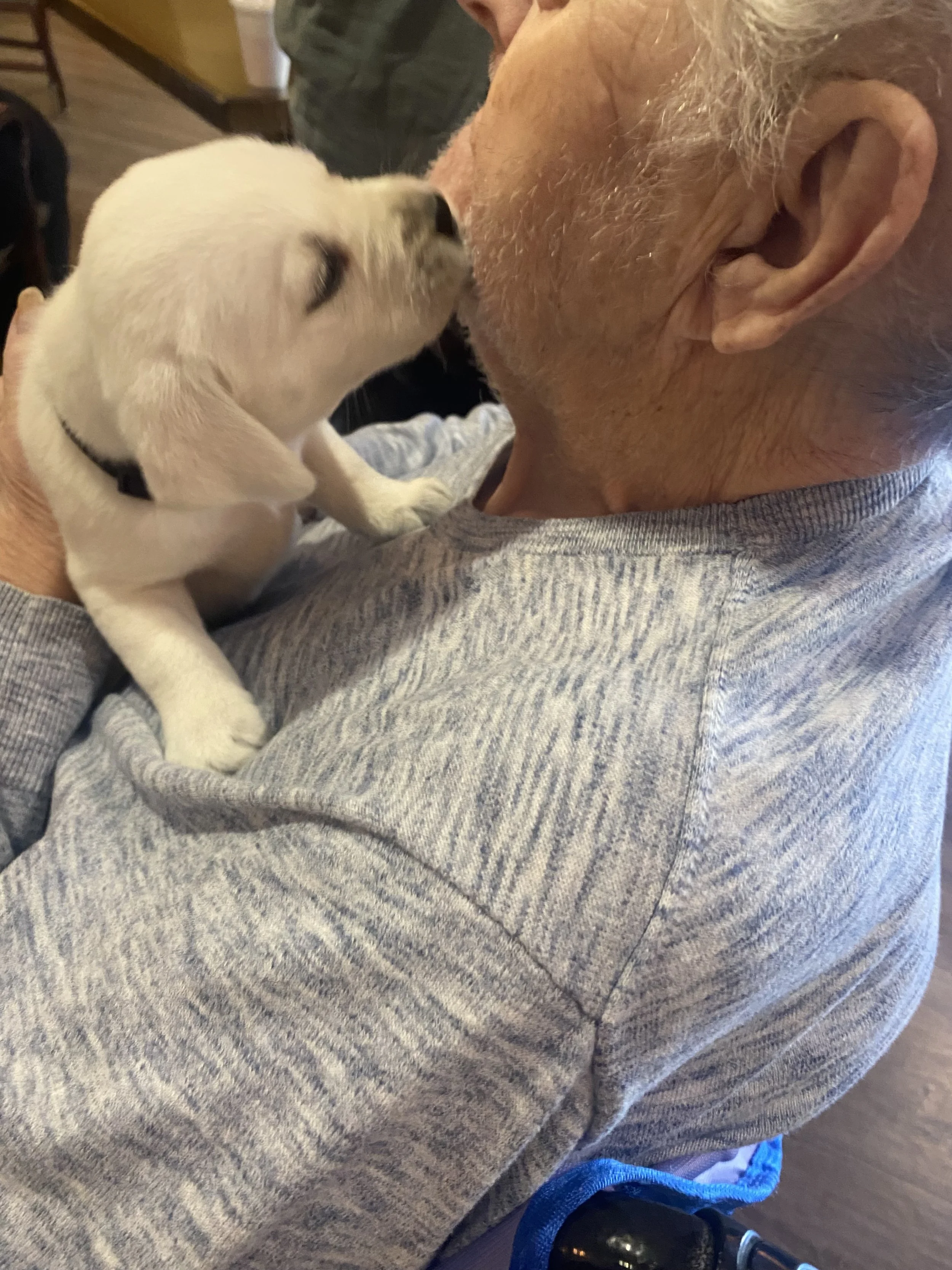 A baby puppy with closed eyes and a black collar is being held close to an elderly man's face, seemingly kissing him on the nose.