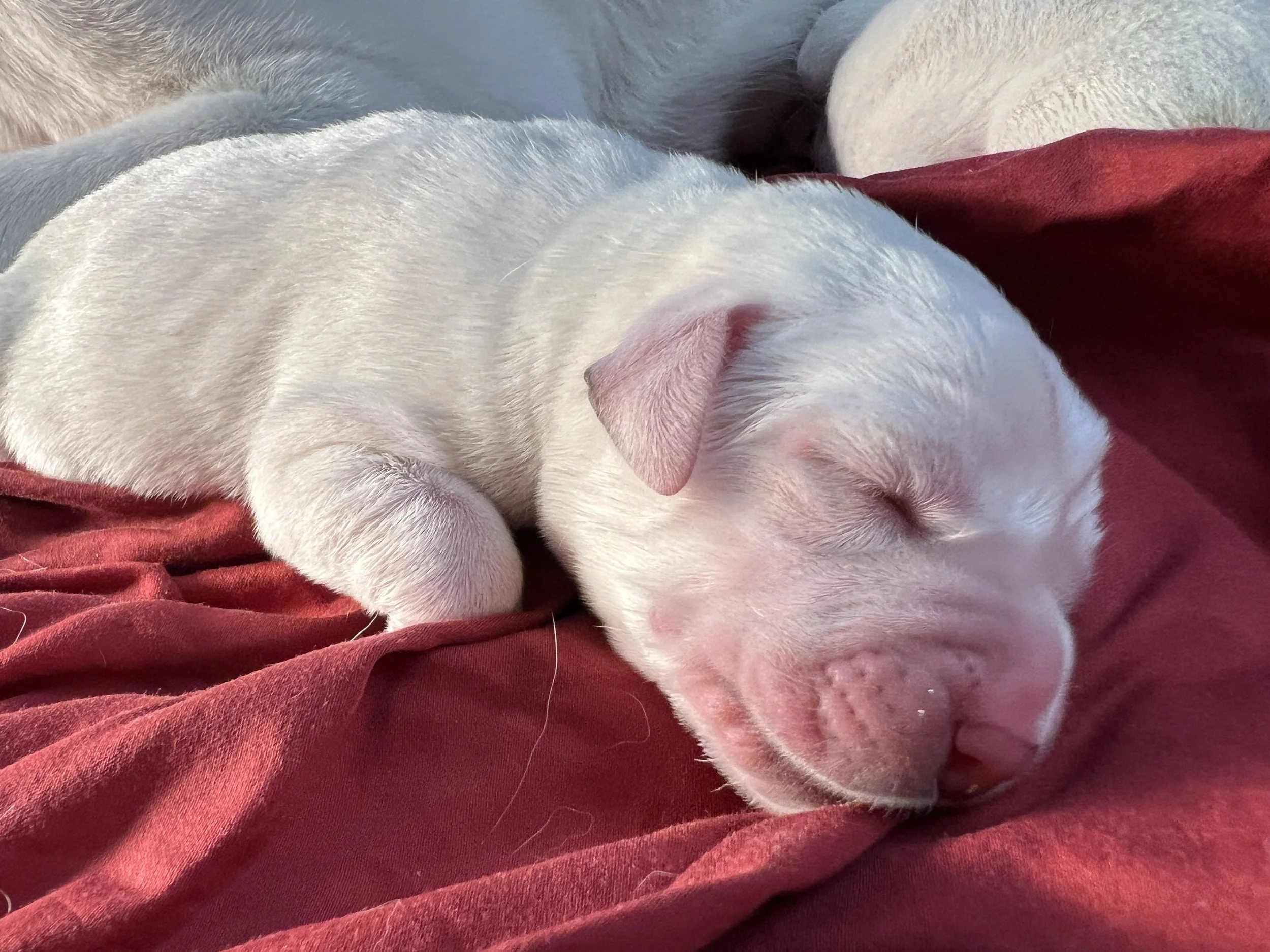 A tiny white puppy with closed eyes, sleeping on a red blanket.