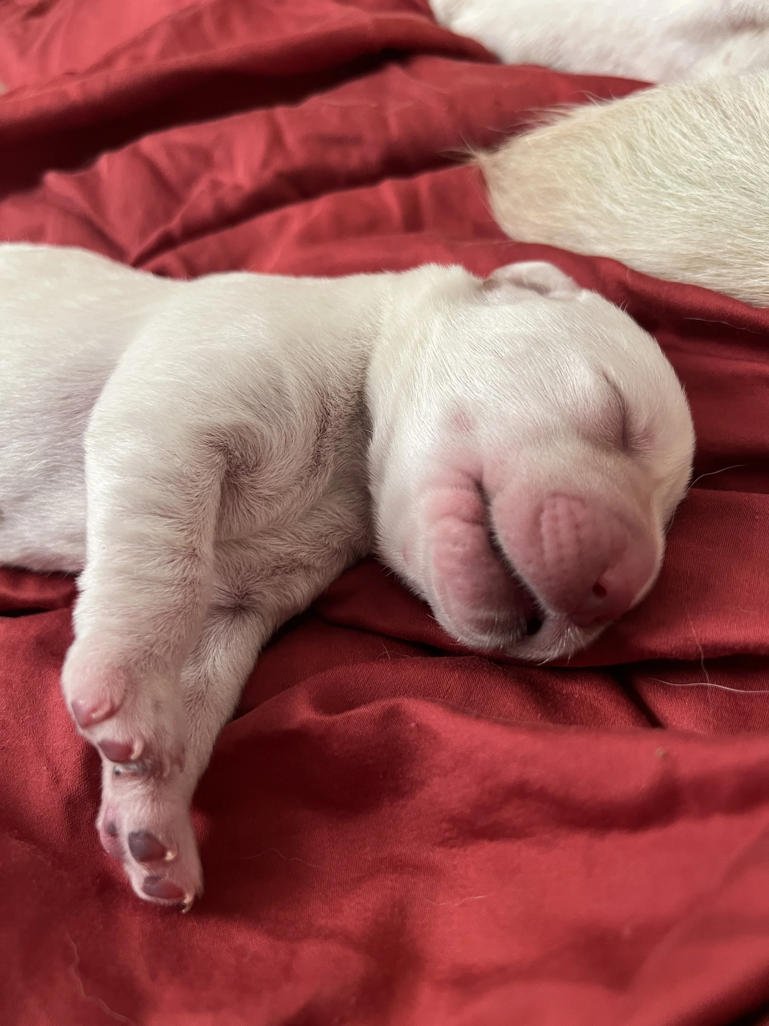 A sleeping newborn puppy with closed eyes and pink nose, resting on a red fabric surface.