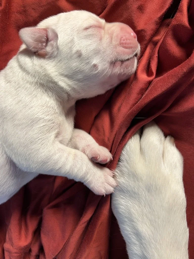 A white puppy with pink nose and closed eyes sleeping on a red cloth.