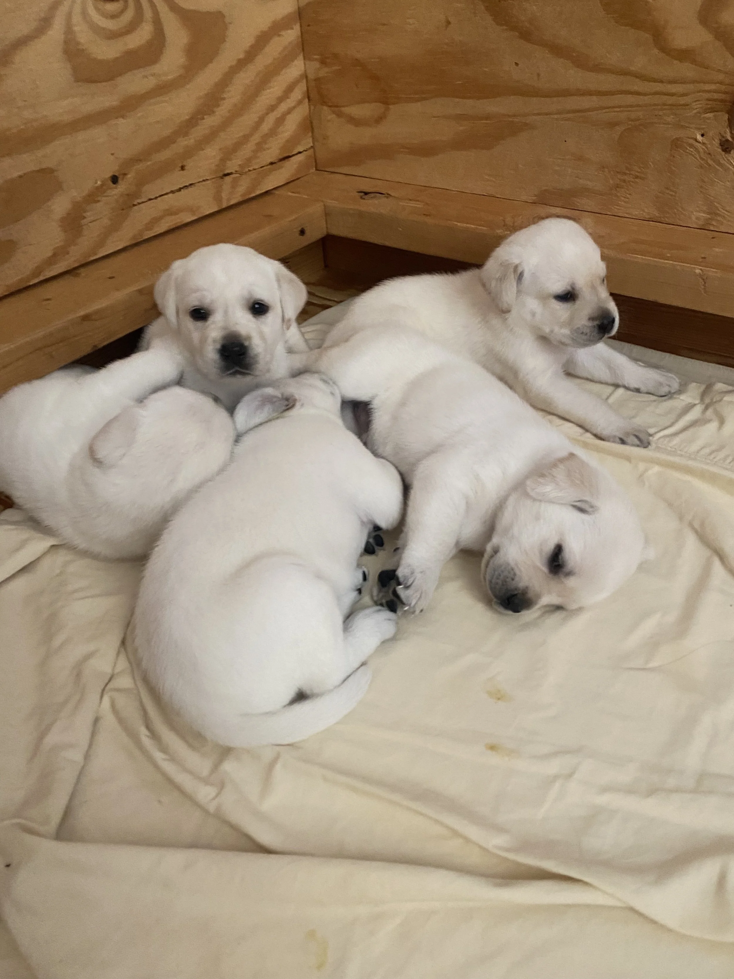 Six white puppies resting on a light-colored sheet in a wooden corner, some sleeping, some awake.
