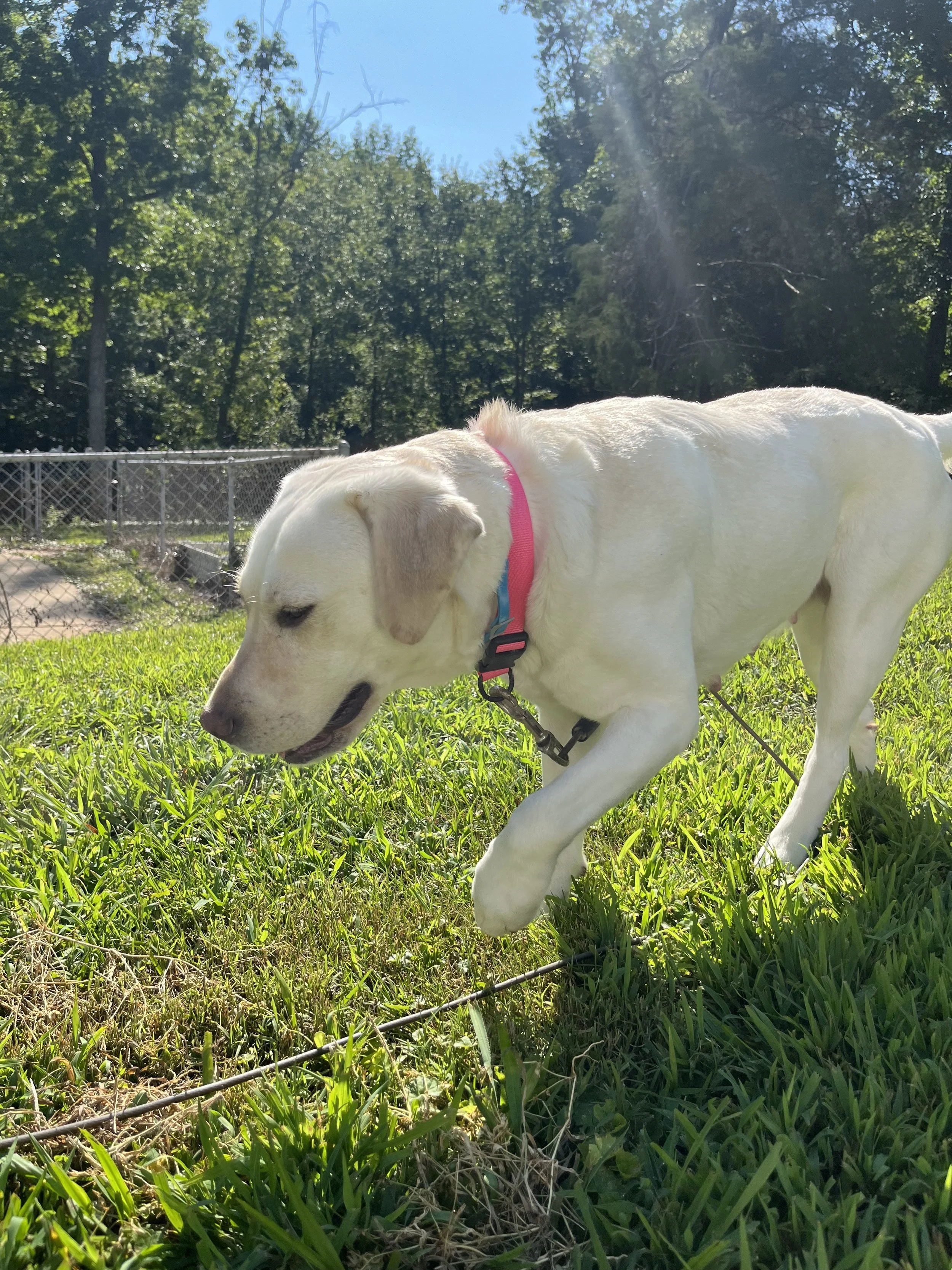 A white Labrador retriever with a pink collar walking on grass on a sunny day with trees and a fence in the background.