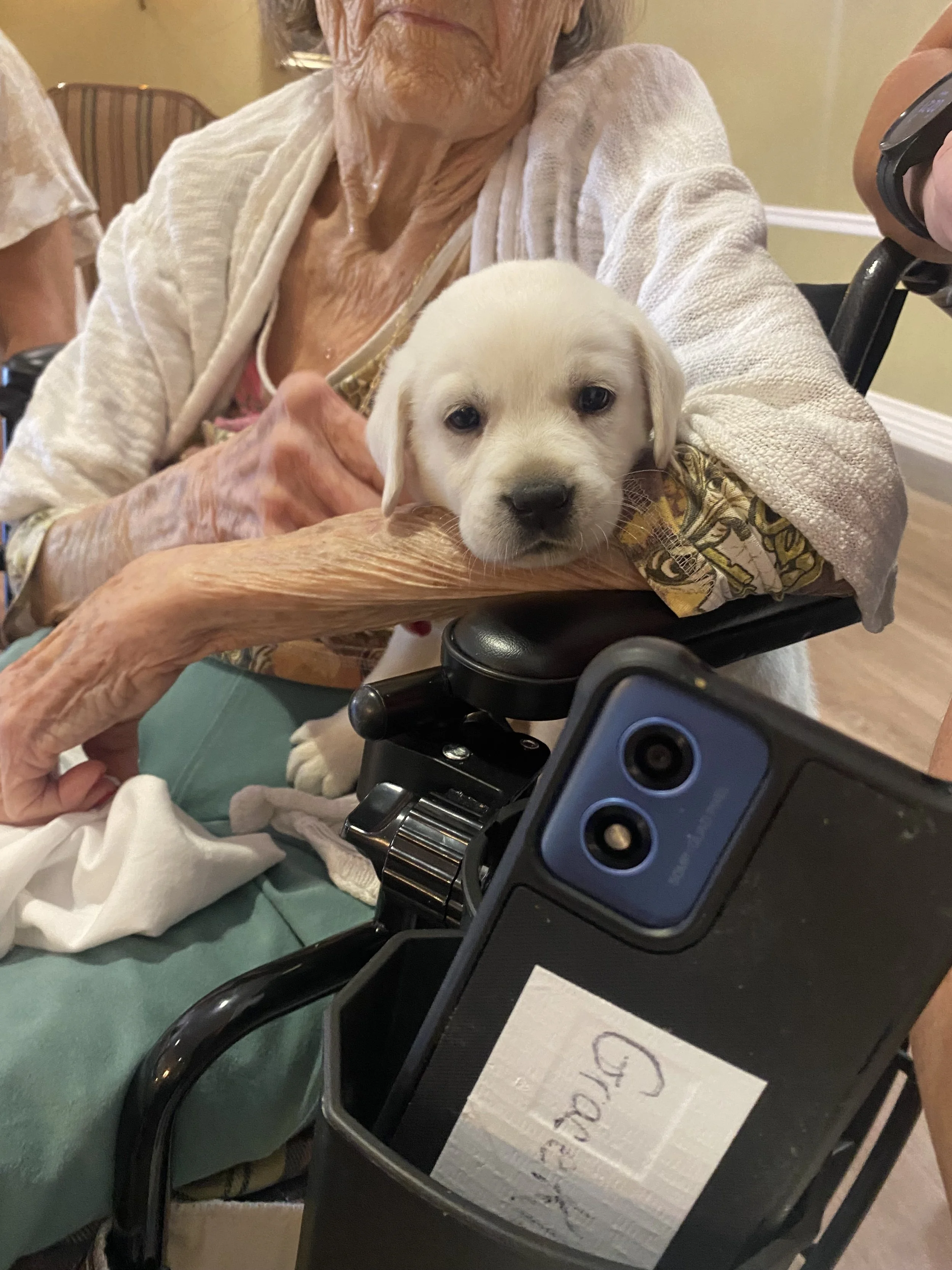 An elderly woman with a white and yellow patterned long sleeve shirt holding a white puppy with droopy ears, resting its head on her arm. The woman is sitting next to a black walker with a smartphone in a holder and a piece of paper attached to it.