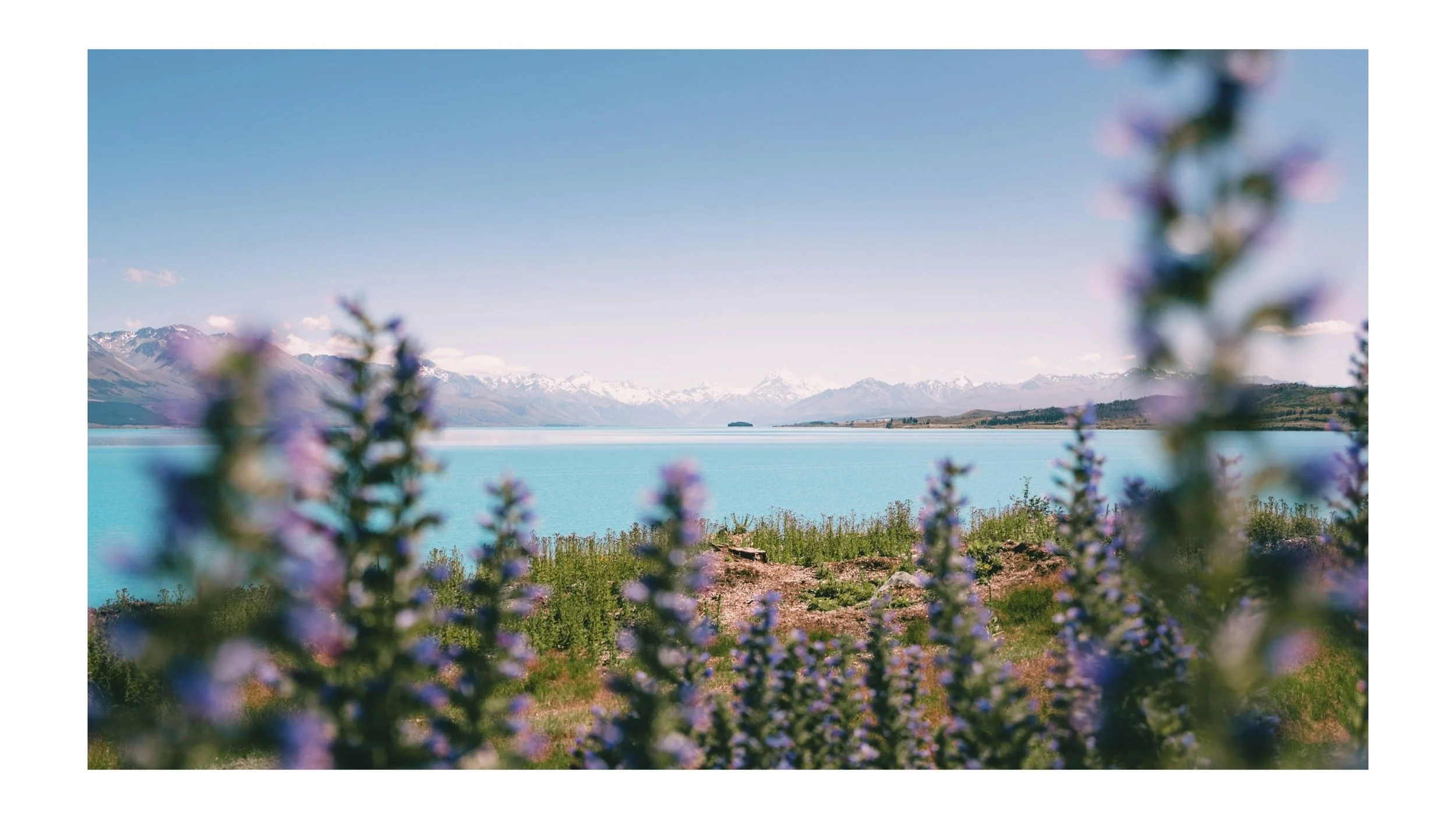 Flowers in the foreground with a lake, snow-capped mountains, and sky in the background.