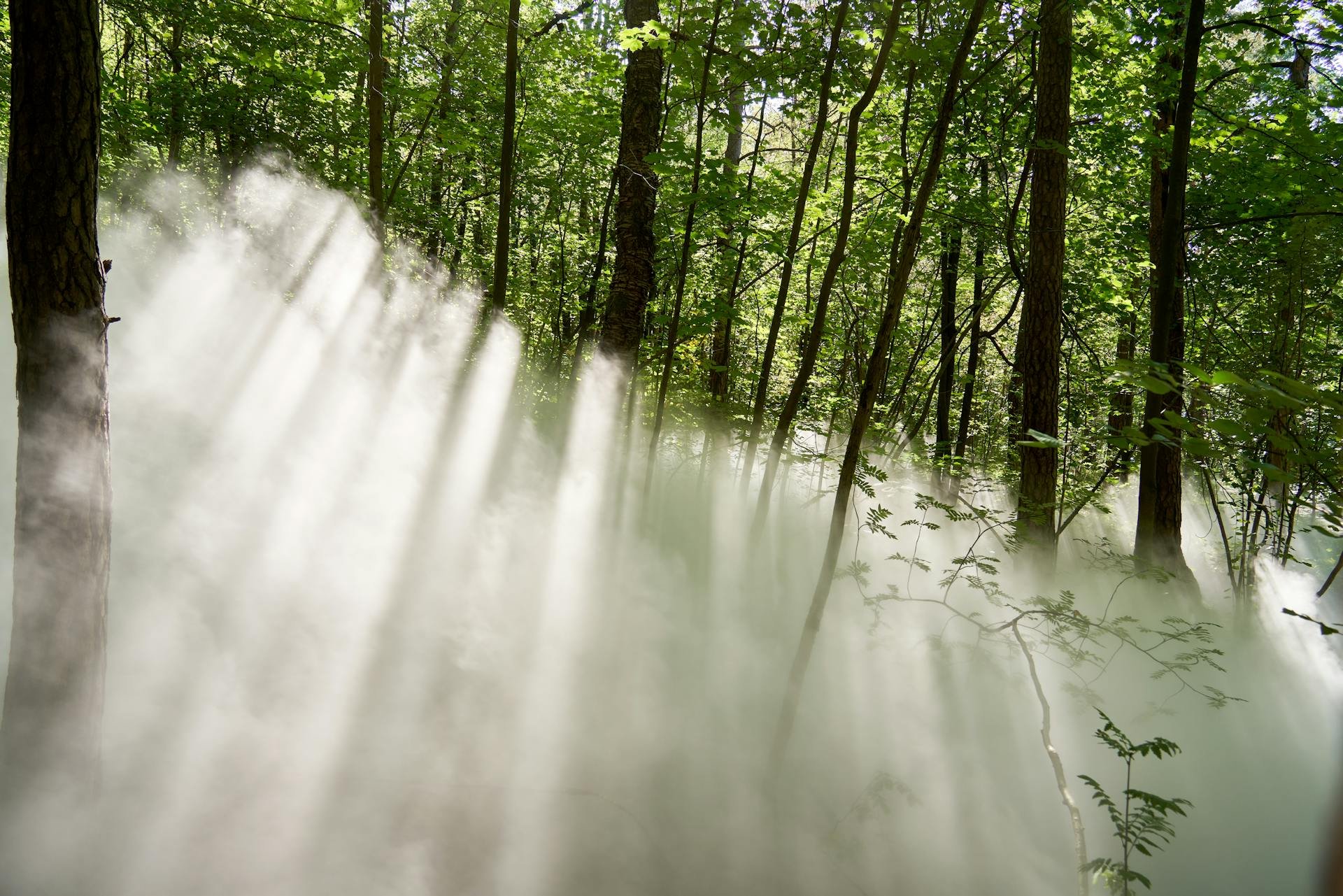 Rooted in Beauty: The Rise of Nature-Inspired and Sustainable Art
