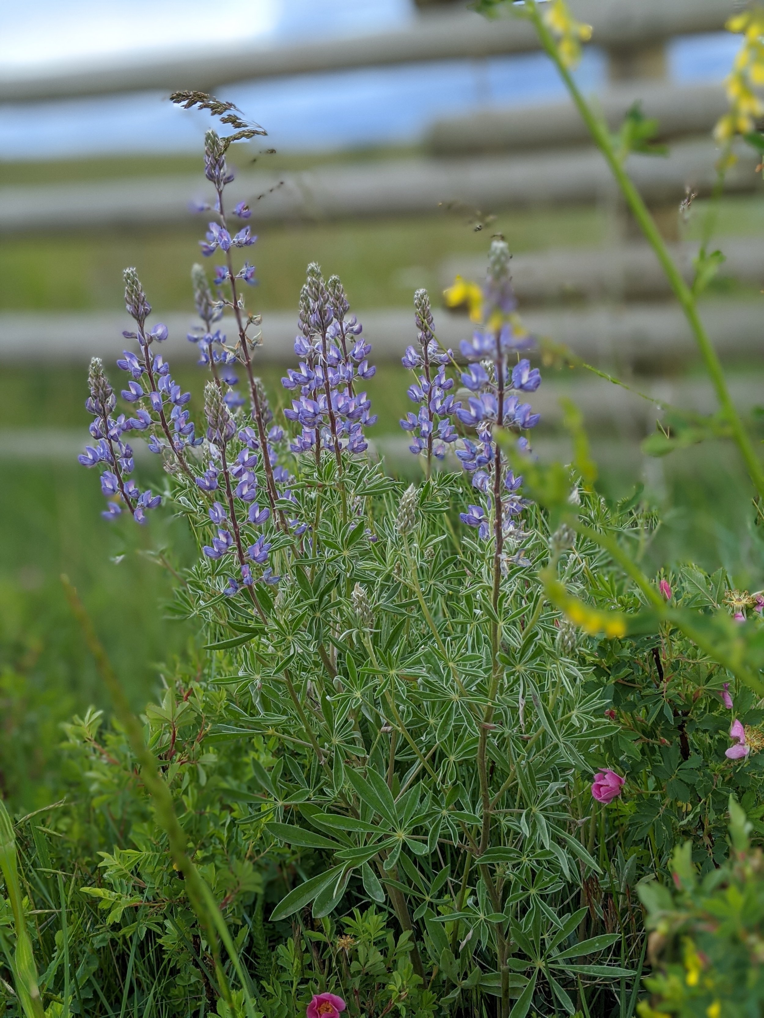blue-flowers.jpg
