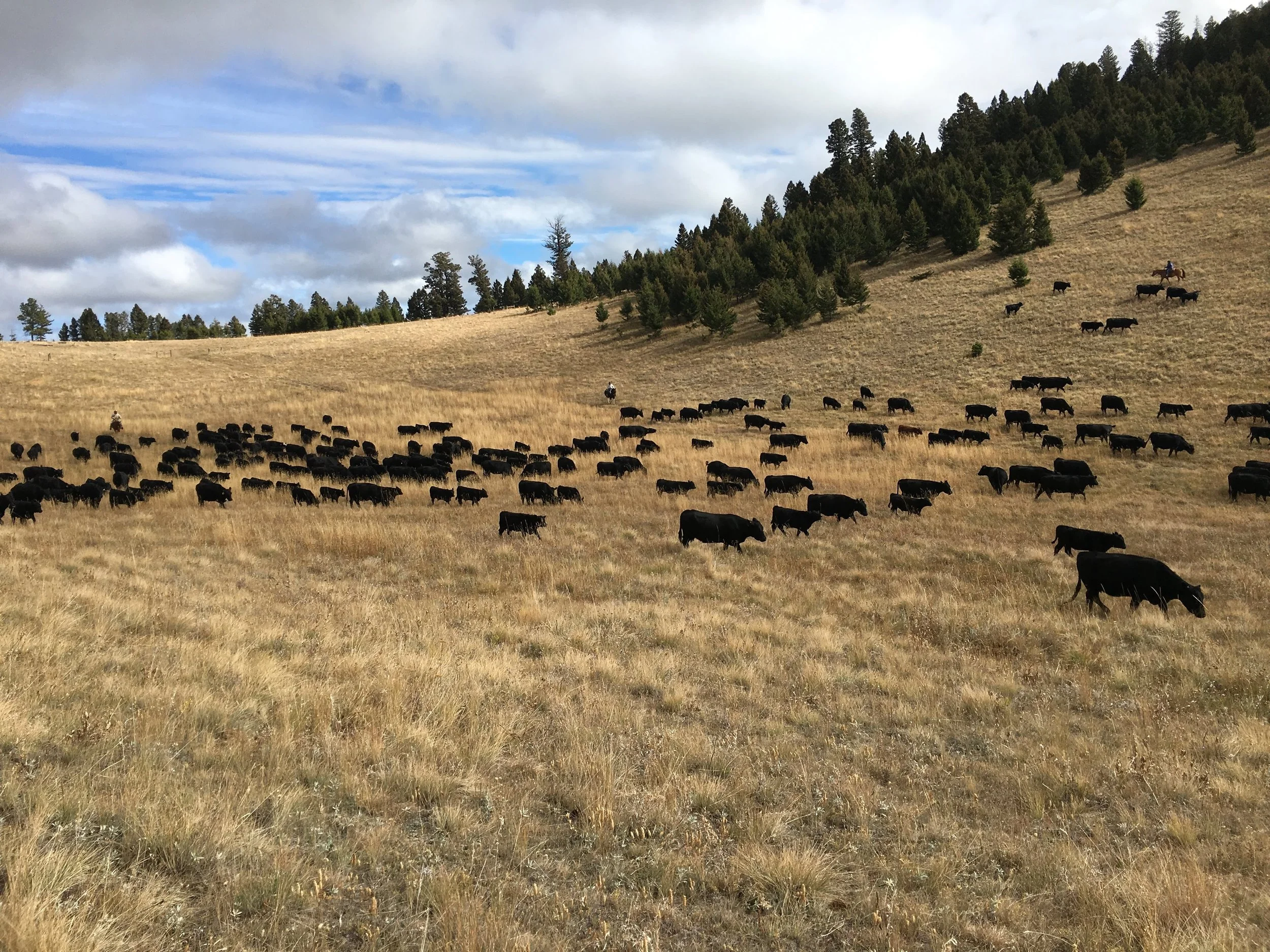 black-angus-cows.JPG