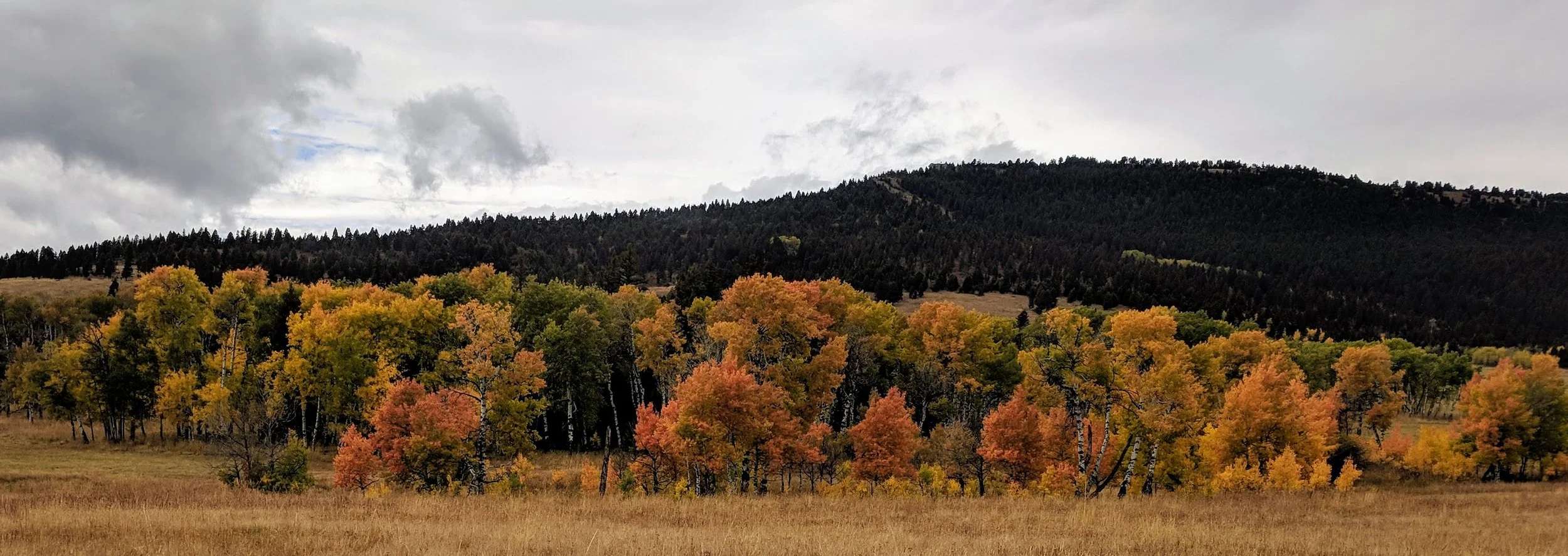 fall-foliage-in-montana.jpg