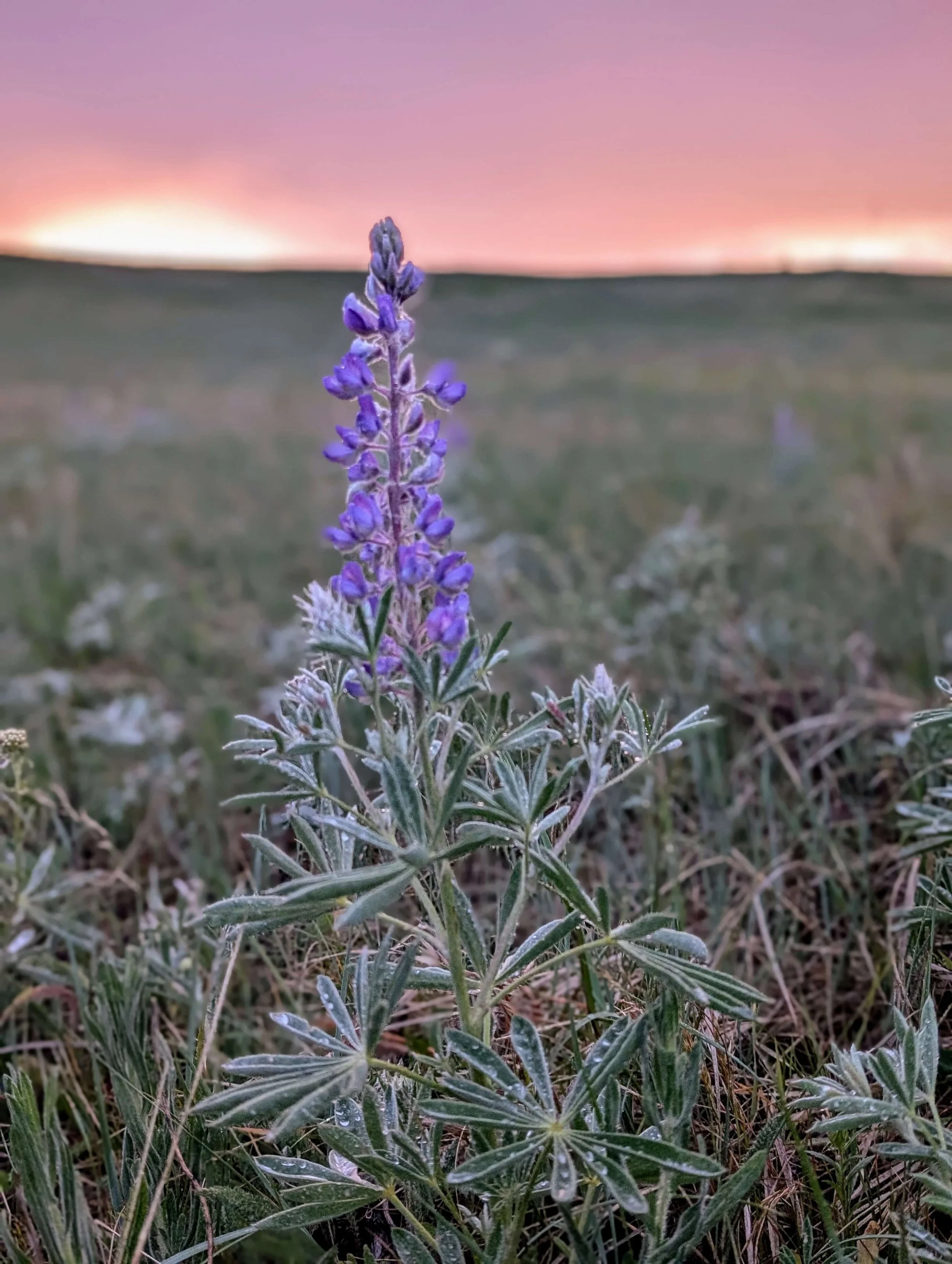 flower-on-the-prairie.jpg