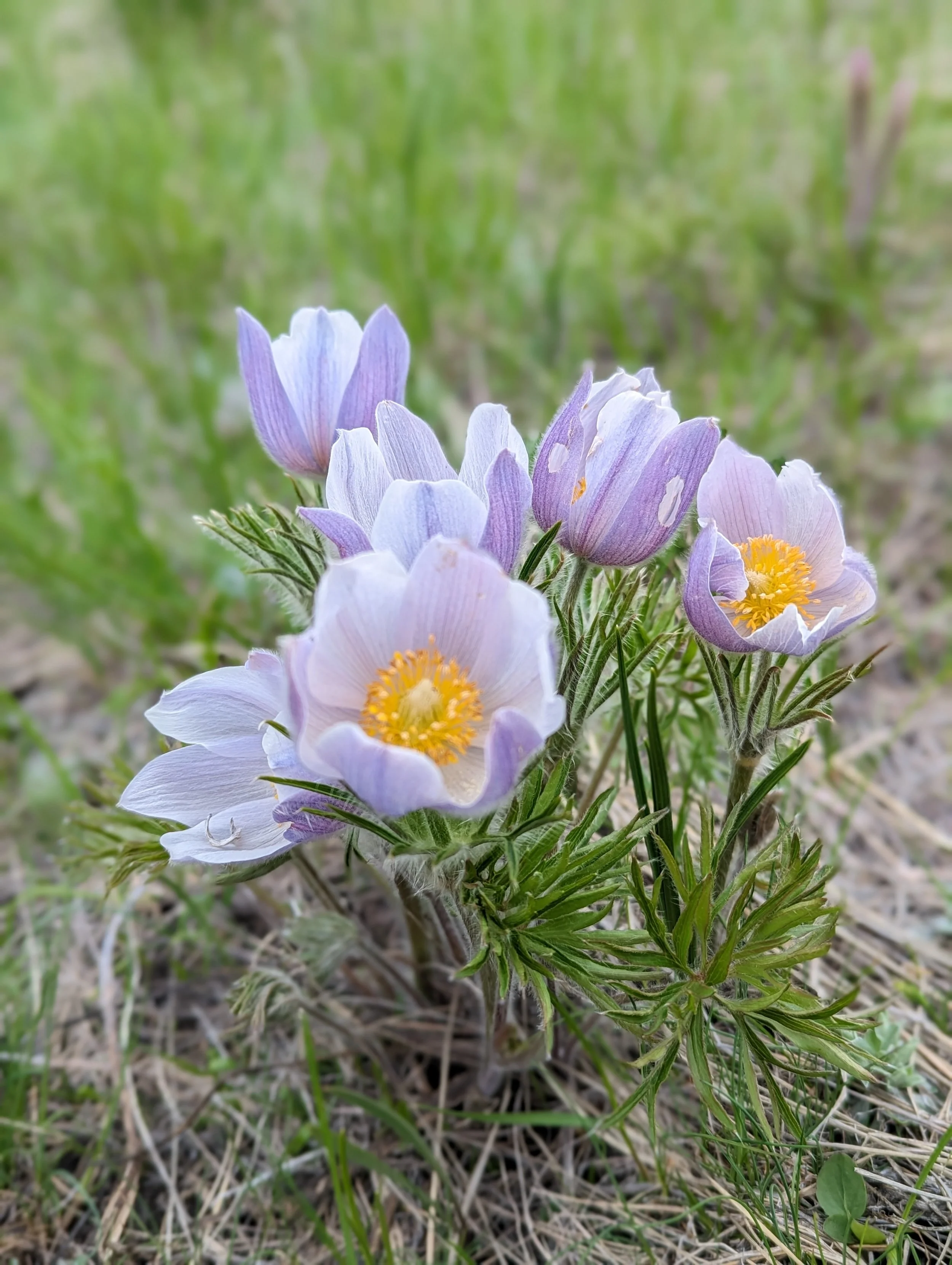 small-purple-flowers.jpg