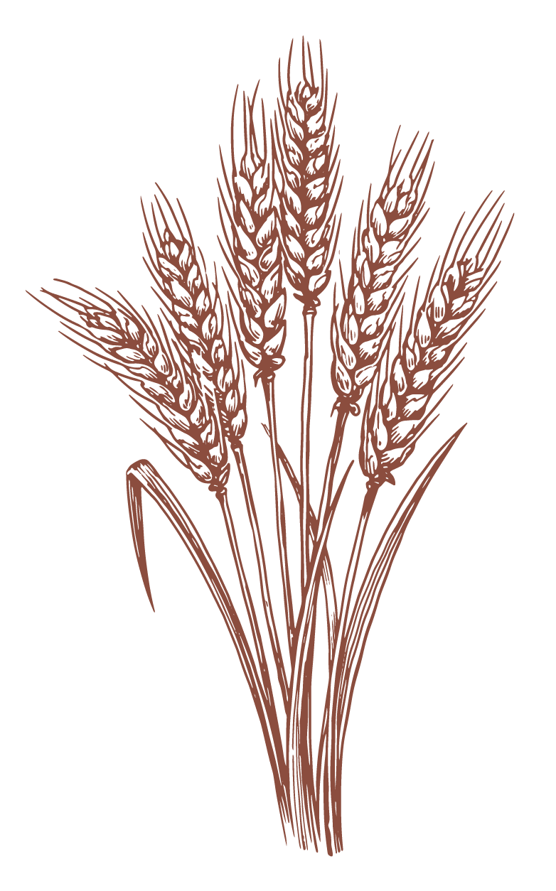 Line drawing of wheat stalks with grain heads and long leaves.