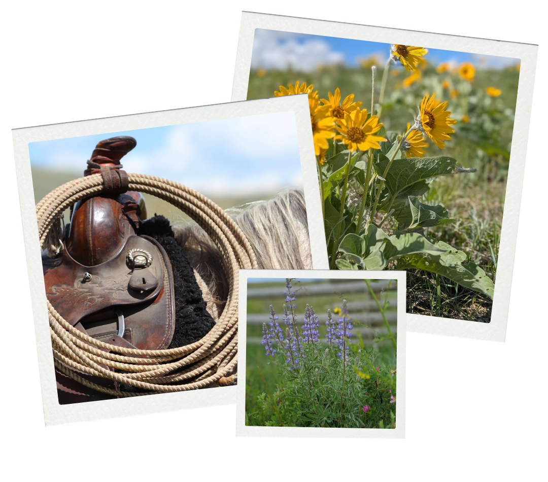 Three photos arranged in a collage. The first photo features a close-up of a horse saddle with a coiled lasso hanging on it, set outdoors with a sky in the background. The second photo shows yellow flowers with green leaves in a field, with a bee on one of the flowers. The third photo depicts purple and green flowering plants with a blurred background of a field.