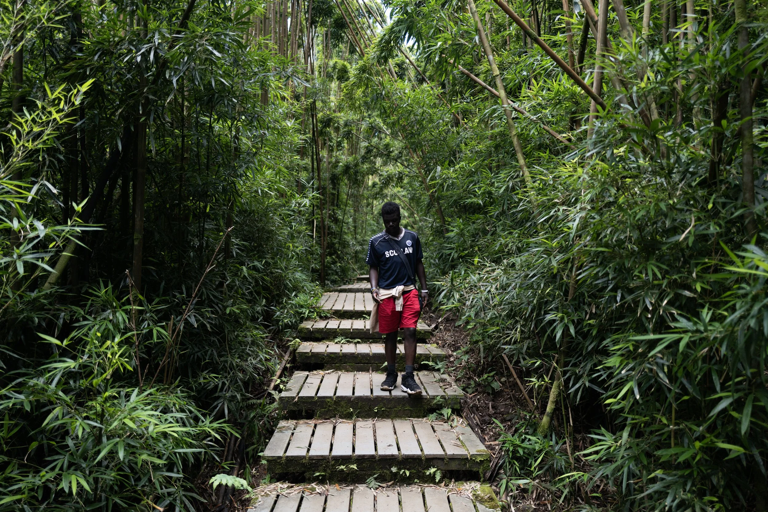 Levi, bamboo forest